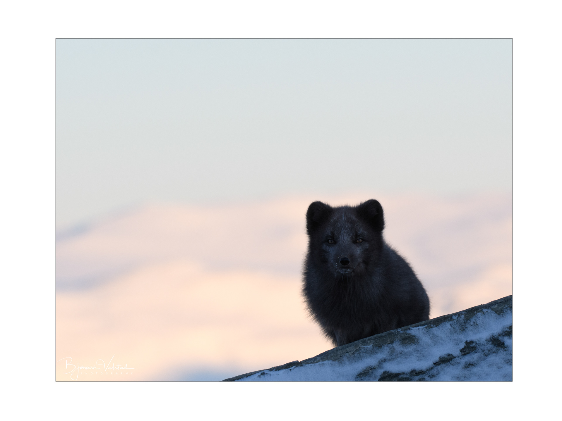 Arctic fox (Vulpes lagopus)