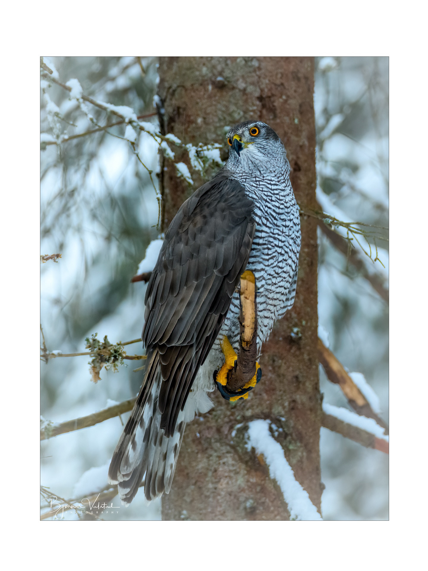 Northern goshawk (Accipiter gentilis)