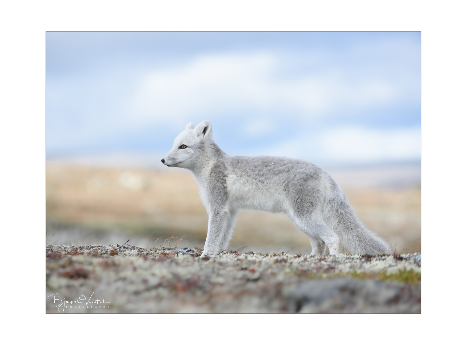 Arctic fox (Vulpes lagopus)