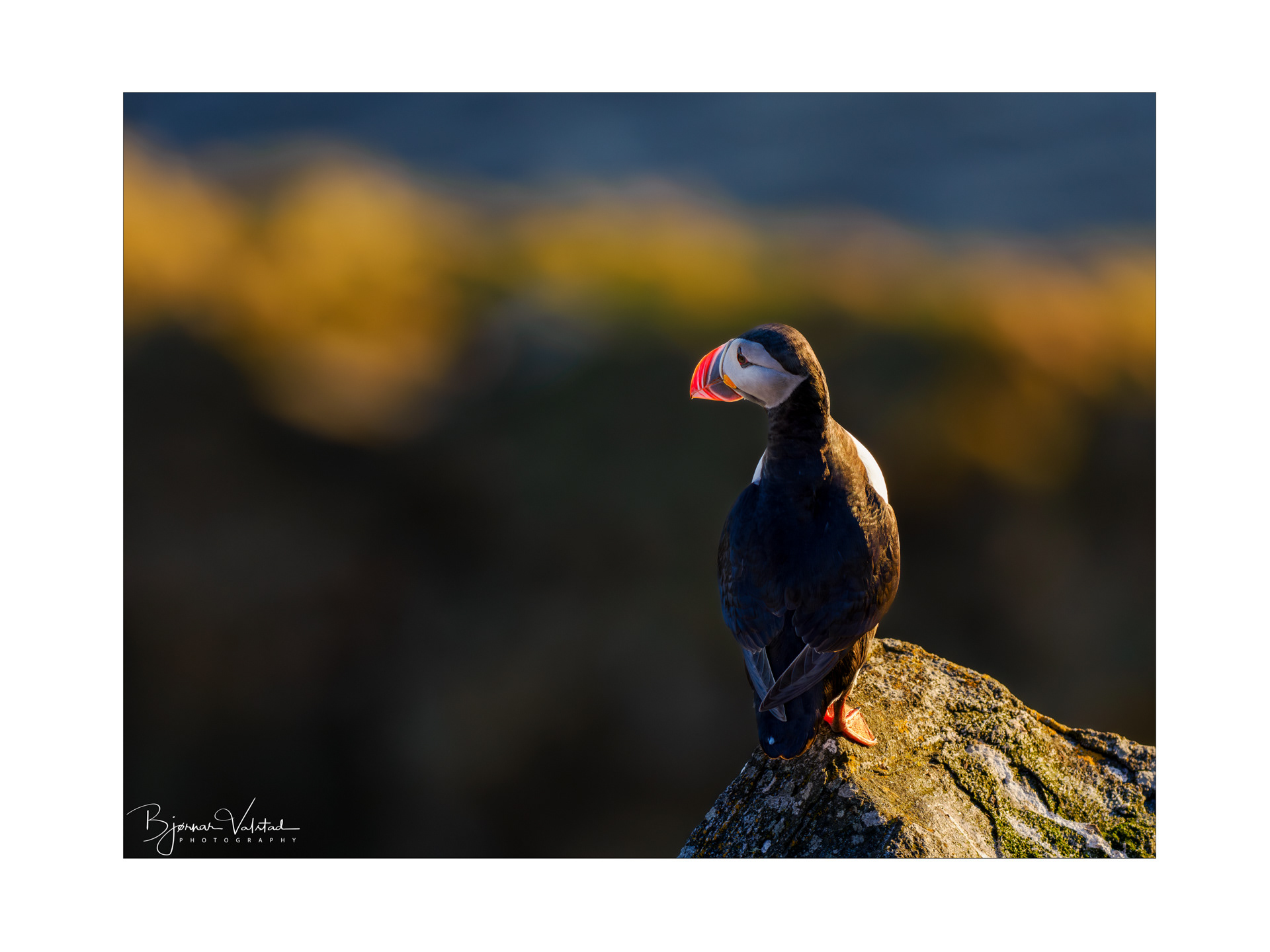 Atlantic puffin (Fratercula arctica)