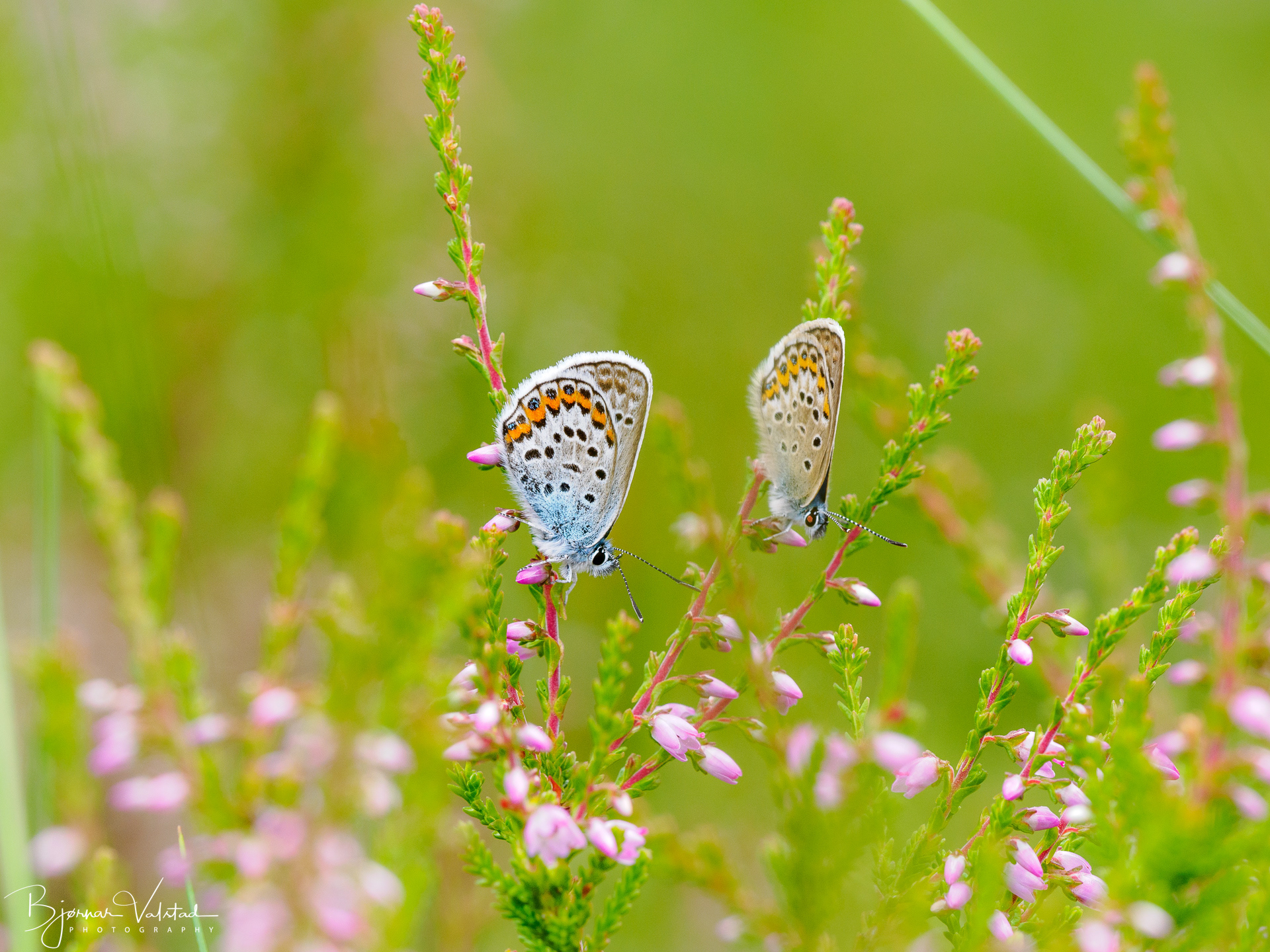 European common blue(Polyommatus icarus)
