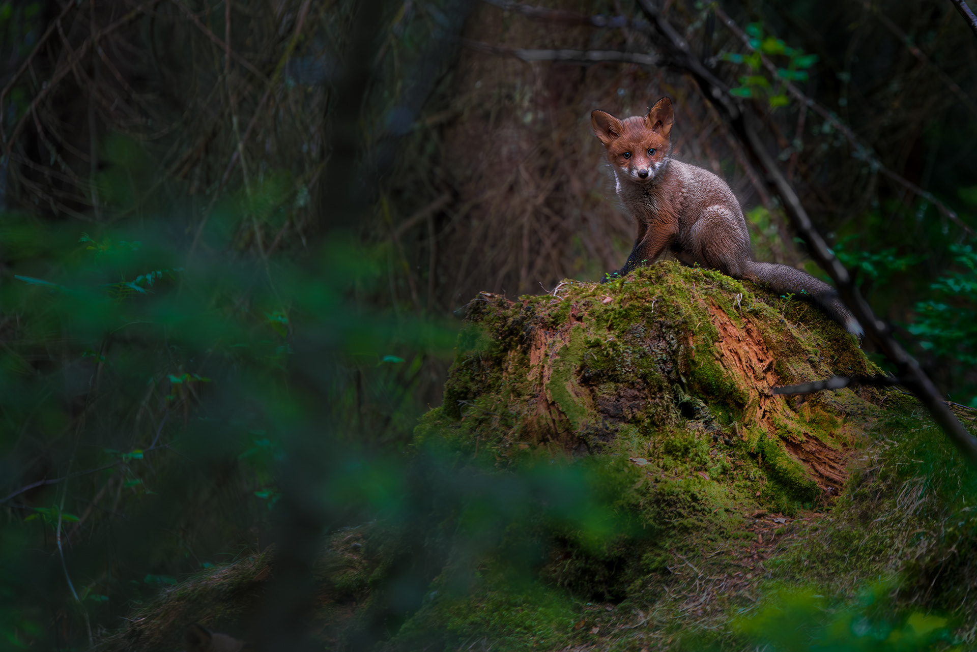 The red fox (Vulpes vulpes)