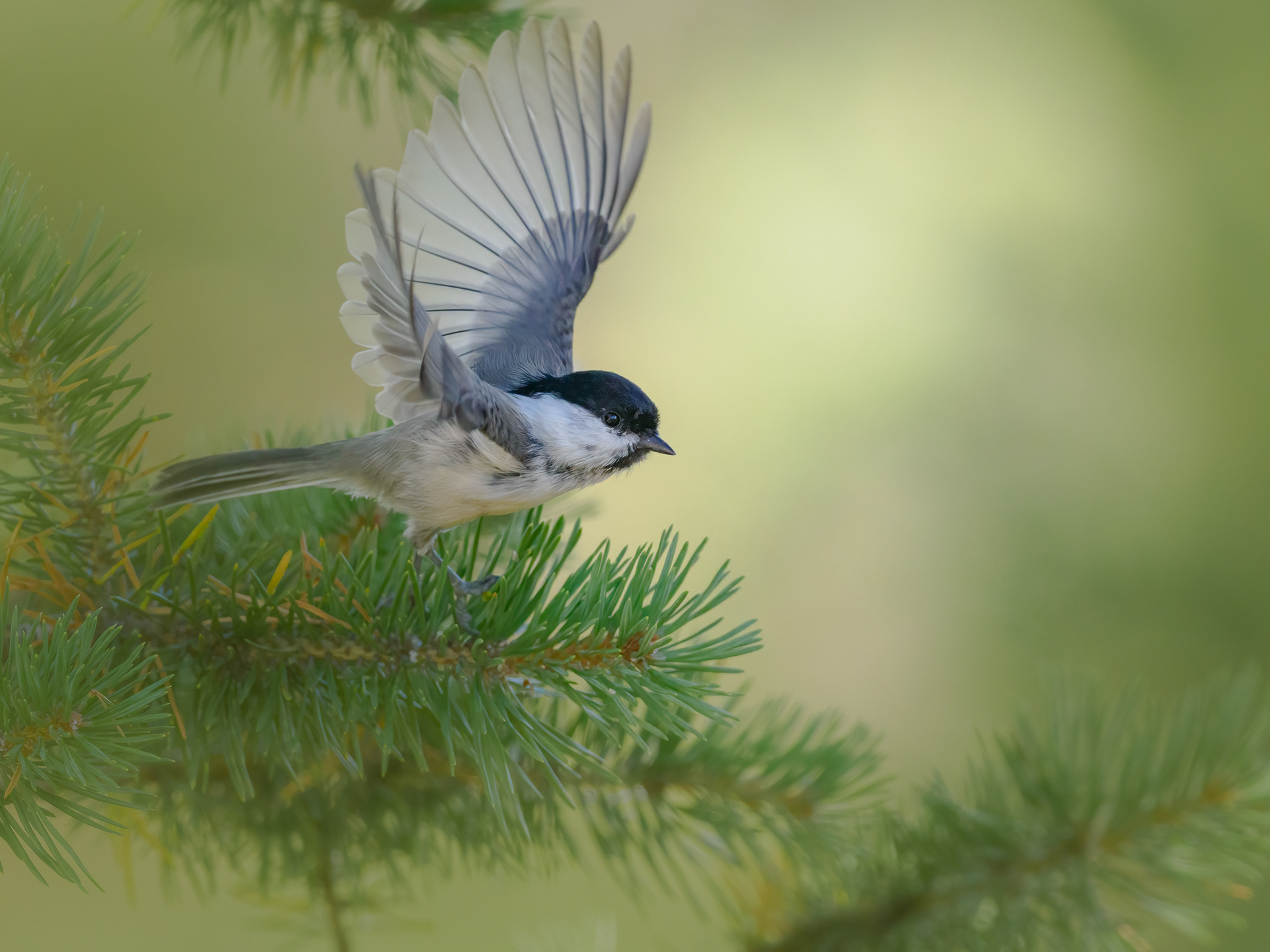 Willow tit (Poecile montanus)