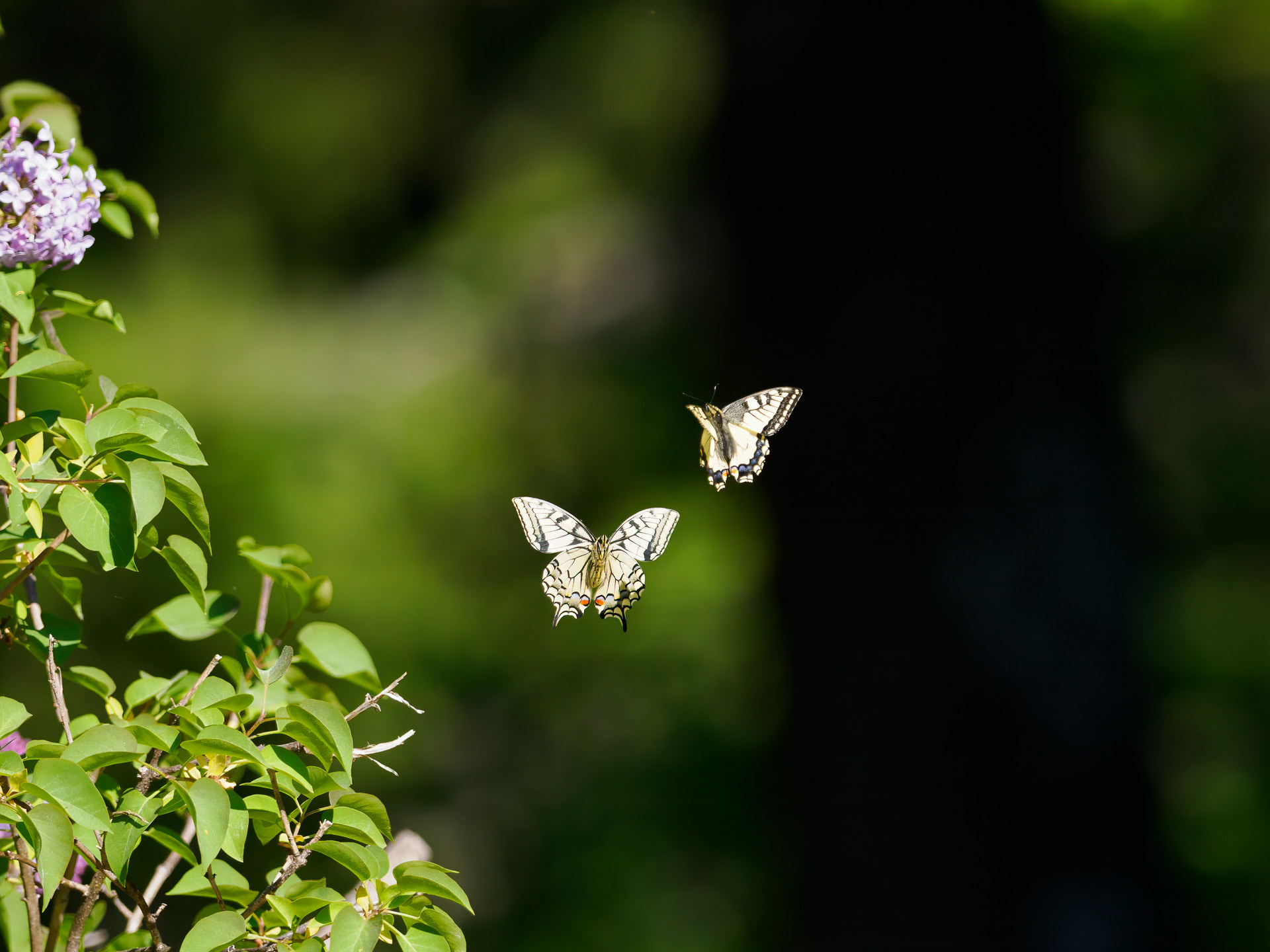 Old World swallowtail (Papilio machaon)