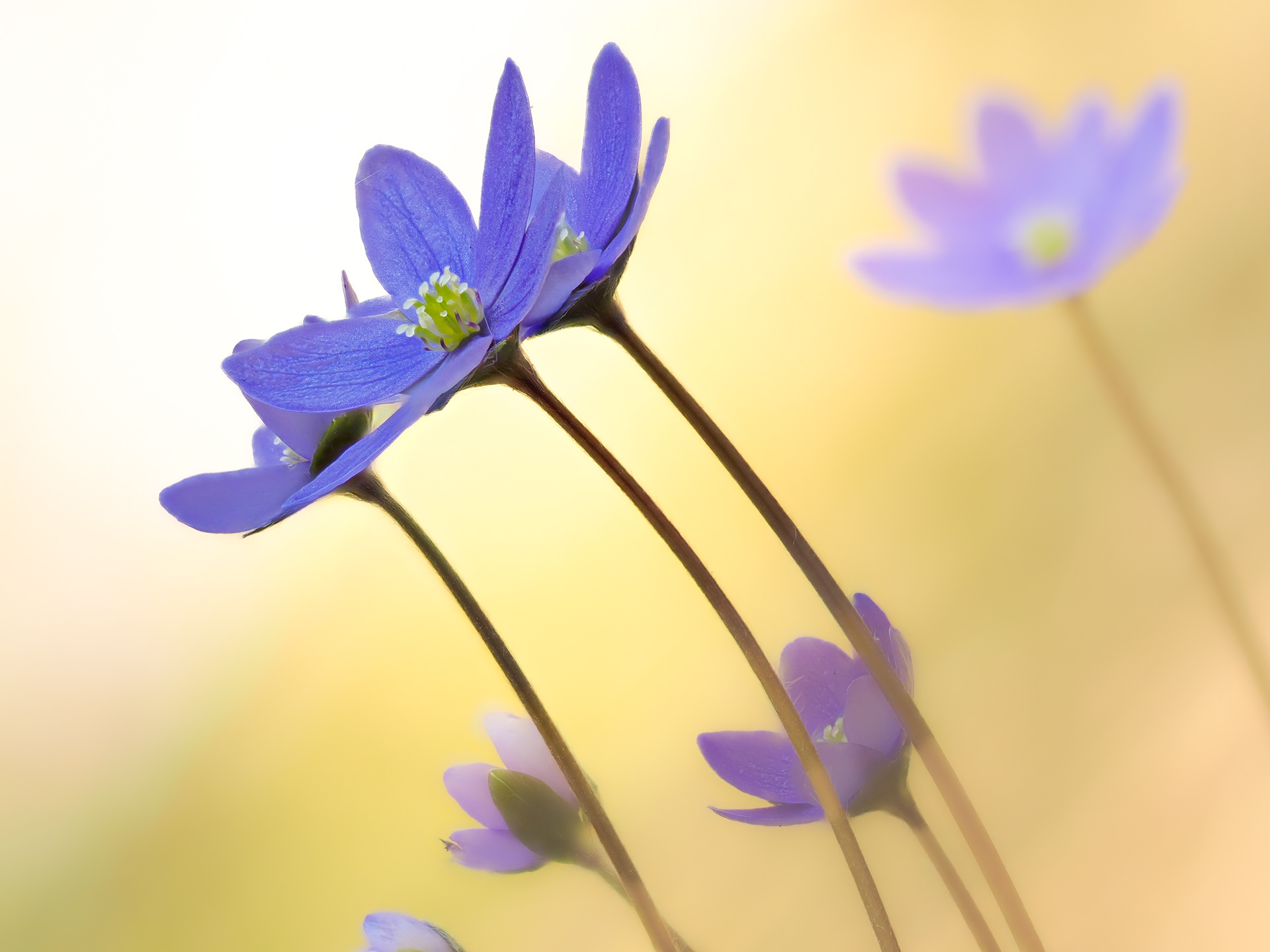 Anemone hepatica