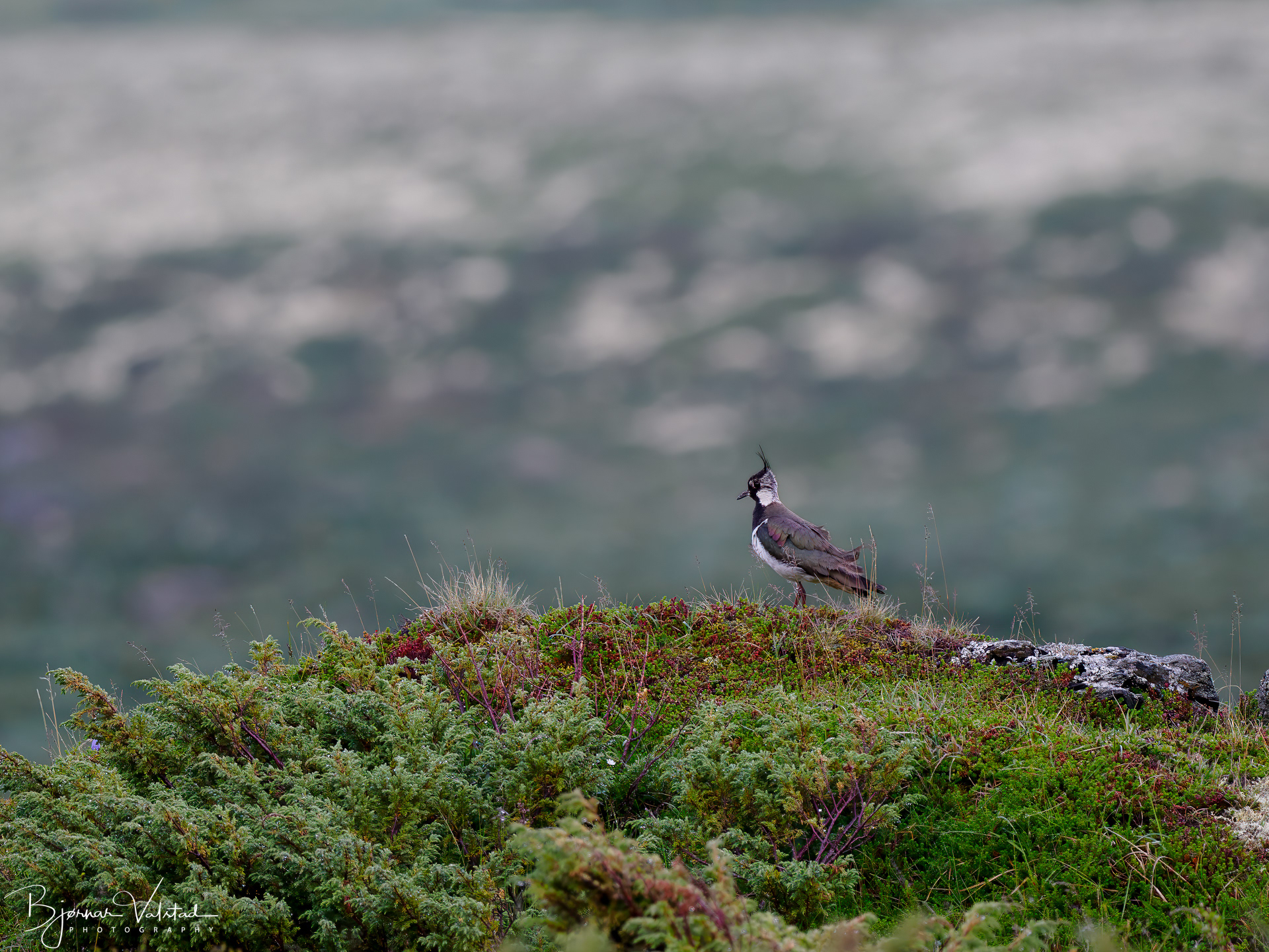 The northern lapwing (Vanellus vanellus)