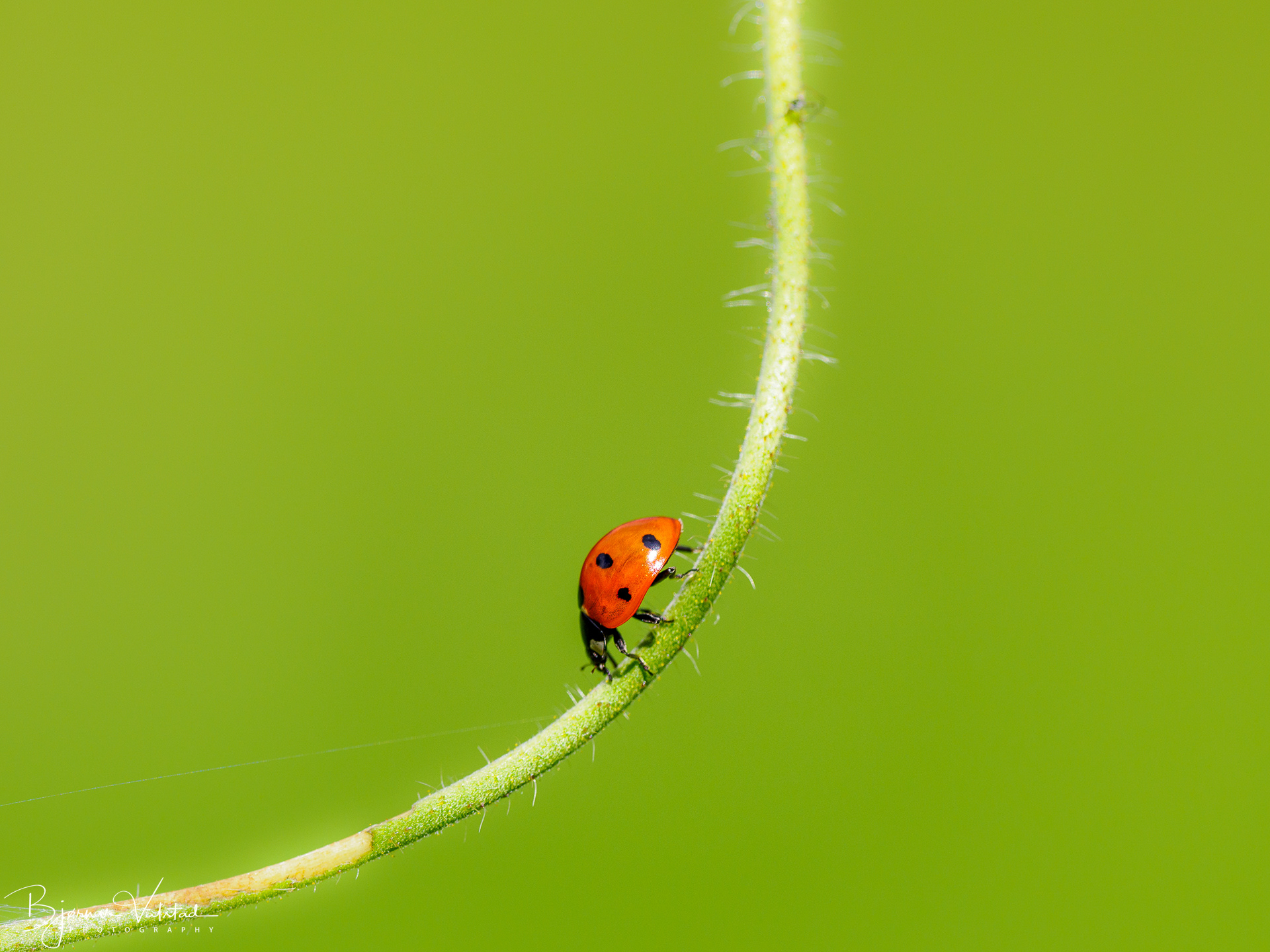 Ladybug (Coccinellidae)