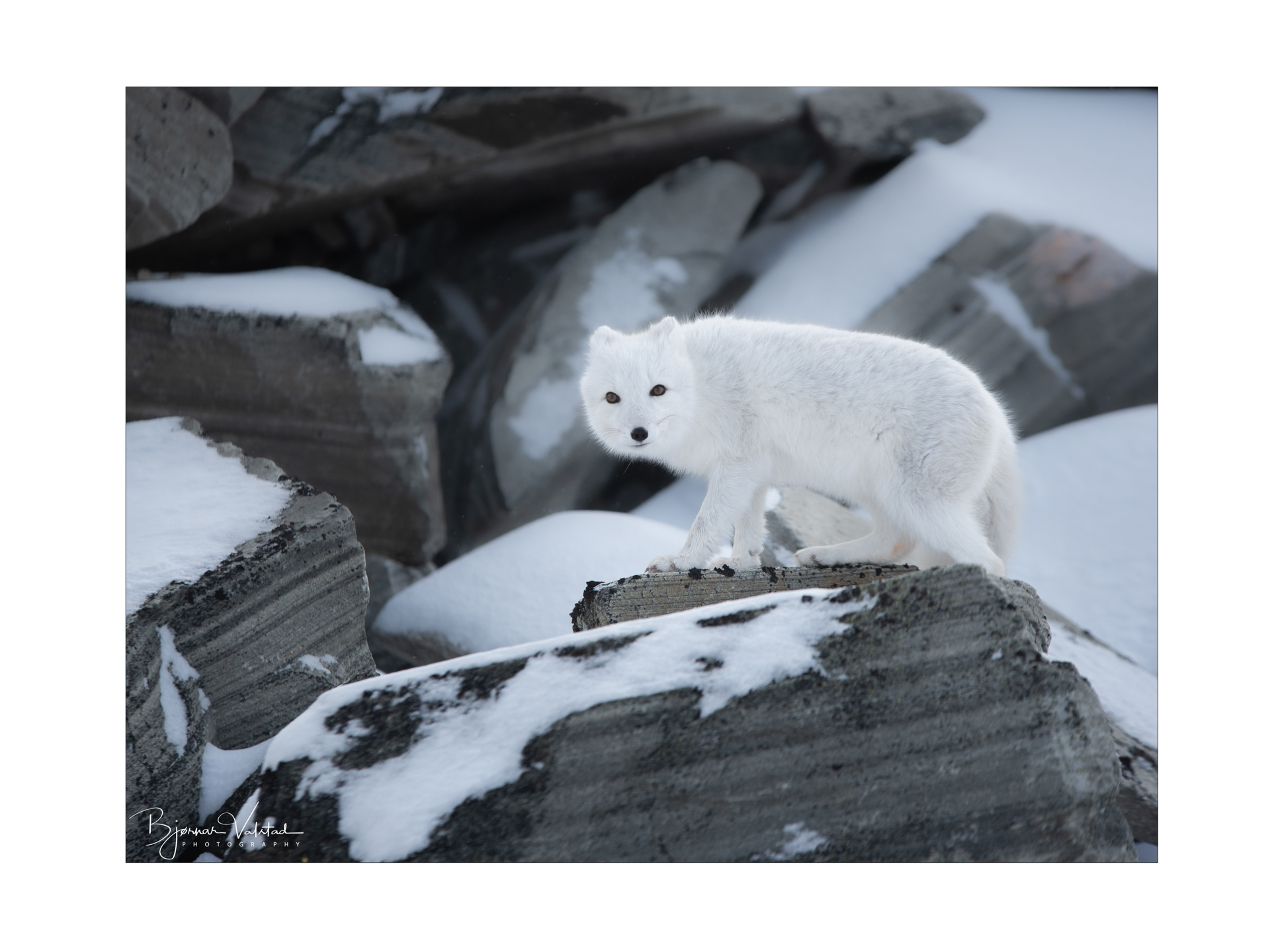 Arctic fox (Vulpes lagopus)