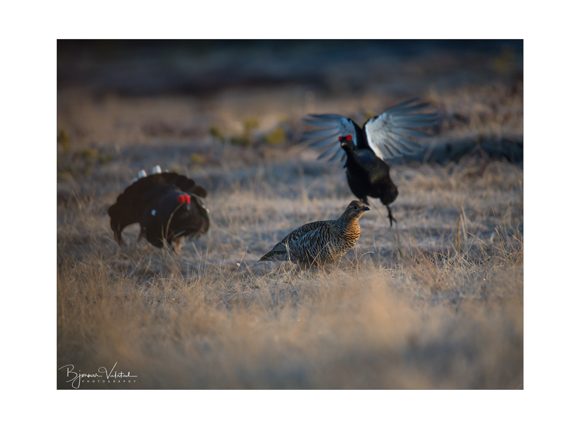 Black grouse, male (Lyrurus tetrix) - Østlandet, Norway