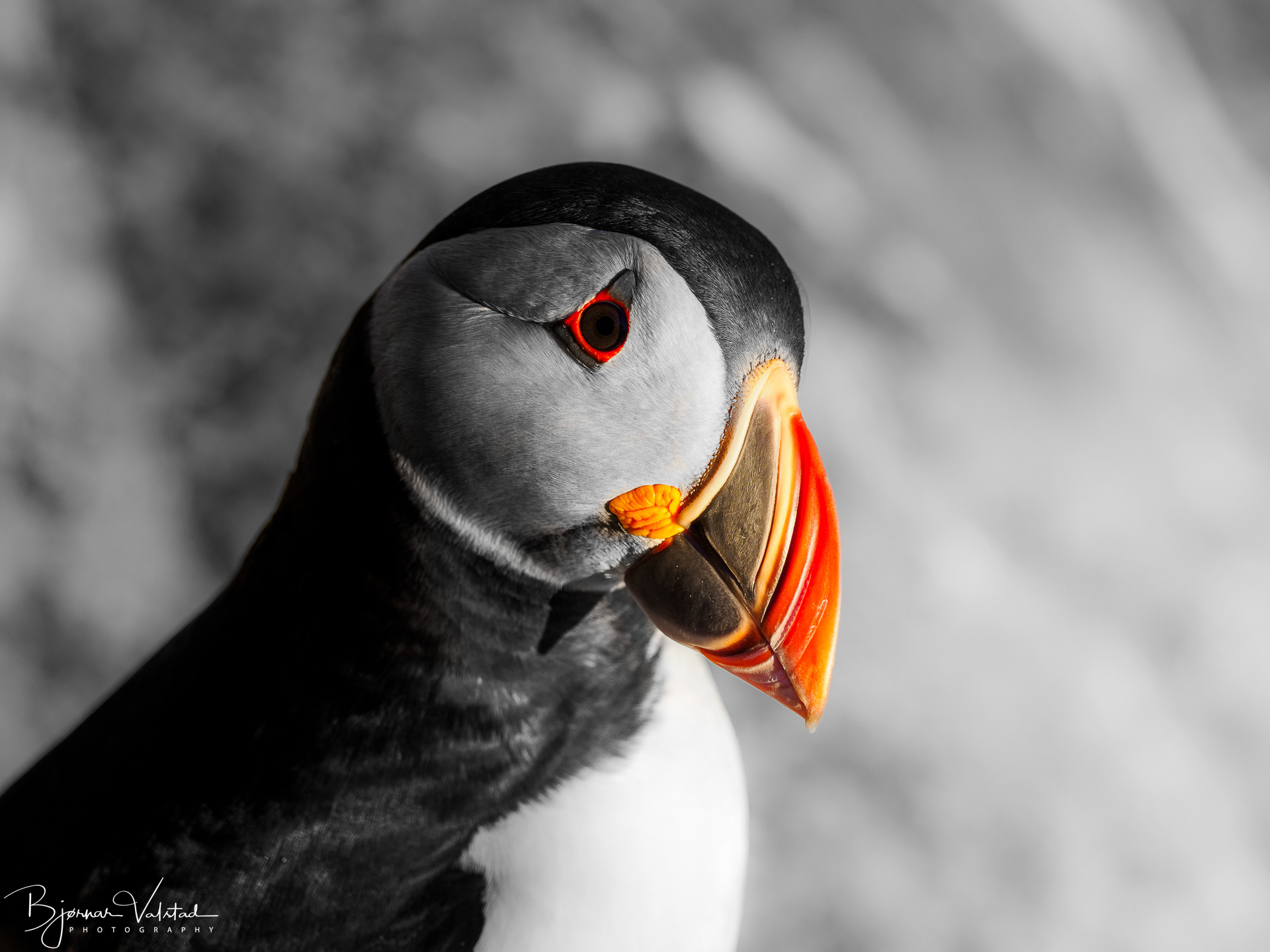Atlantic puffin (Fratercula arctica)