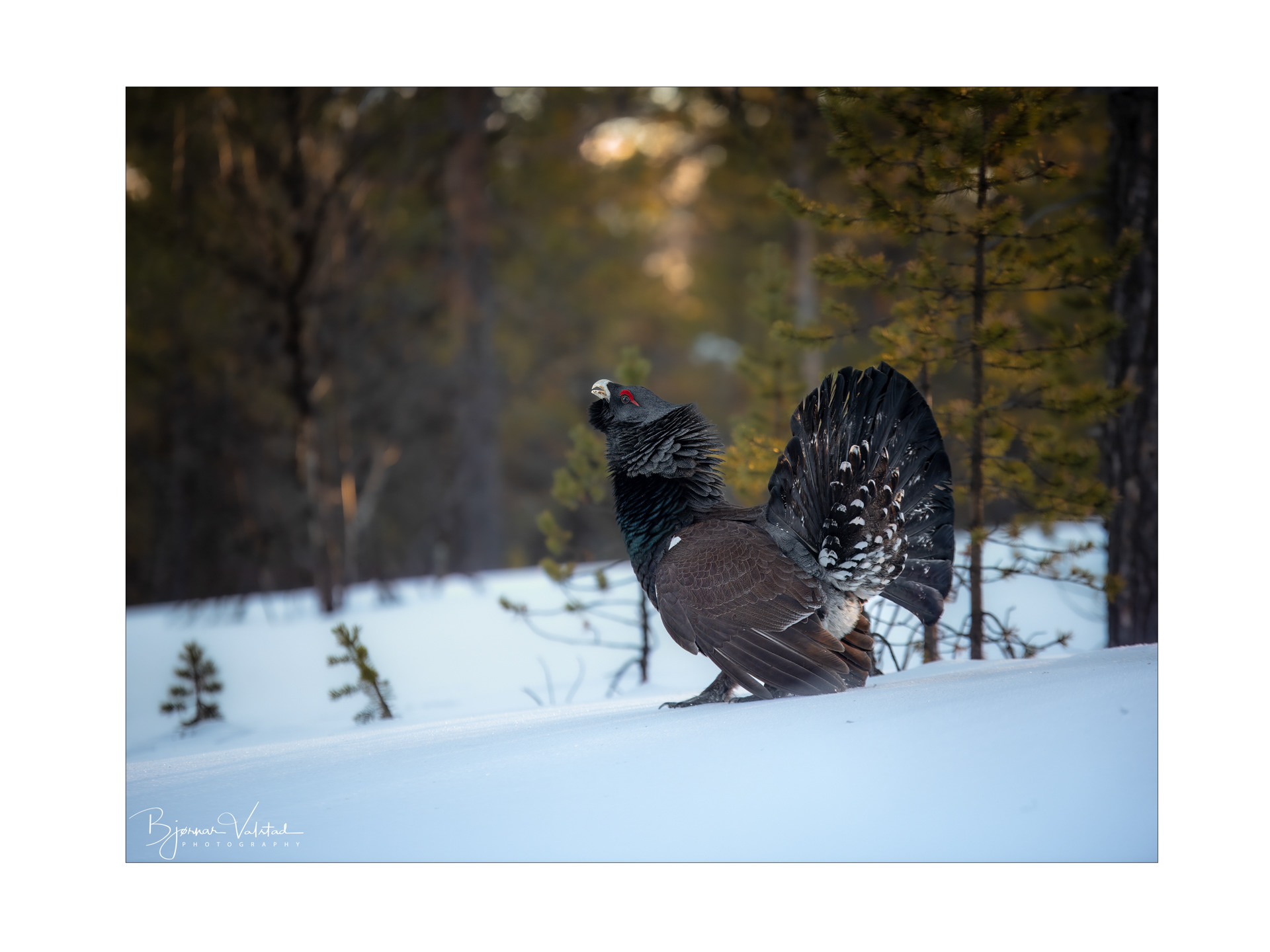 Western capercaillie (Tetrao urogallus) - Norway
