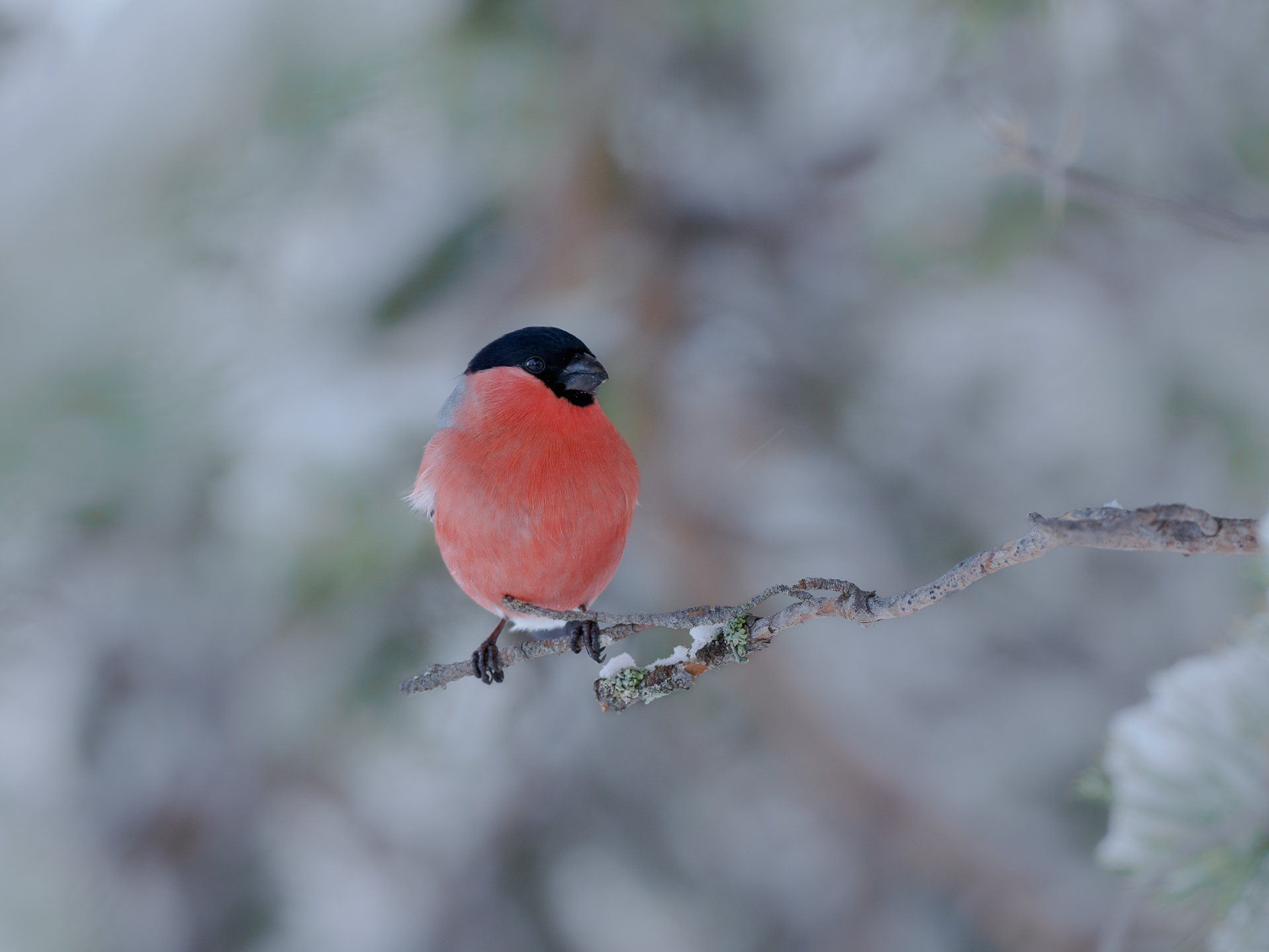 Eurasian bullfinch, male (Pyrrhula pyrrhula)