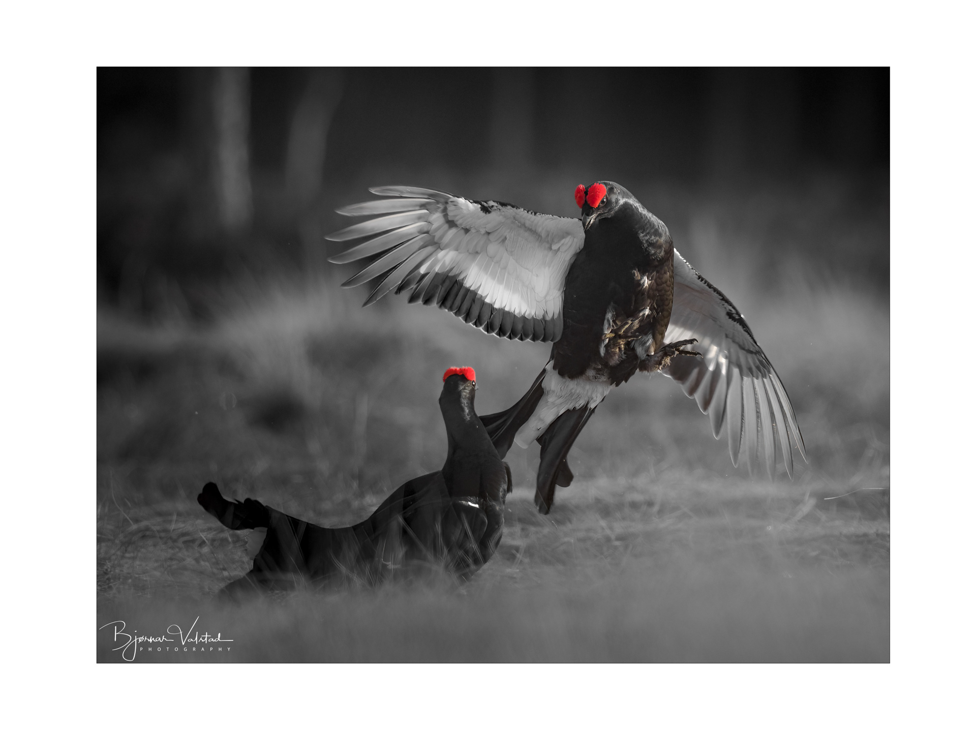 Black grouse, male (Lyrurus tetrix) - Østlandet, Norway