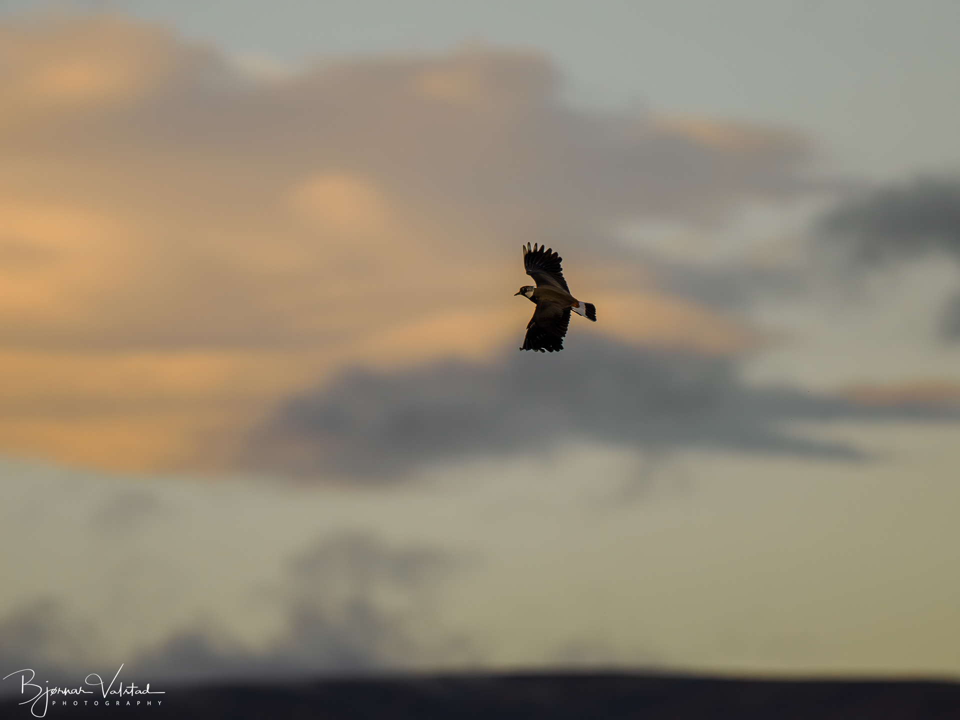 The northern lapwing (Vanellus vanellus)