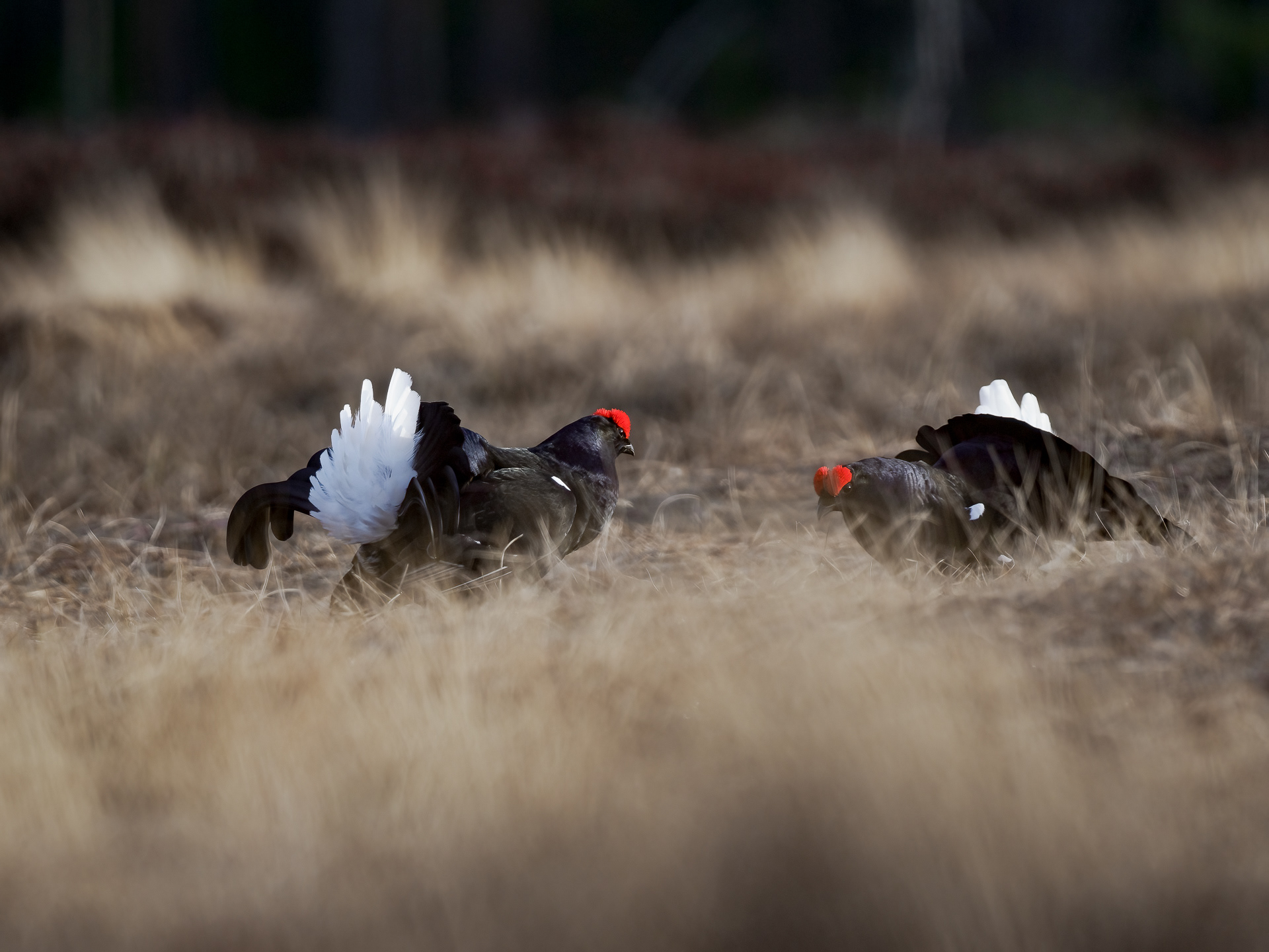 Black grouse, male (Lyrurus tetrix) - Østlandet, Norway