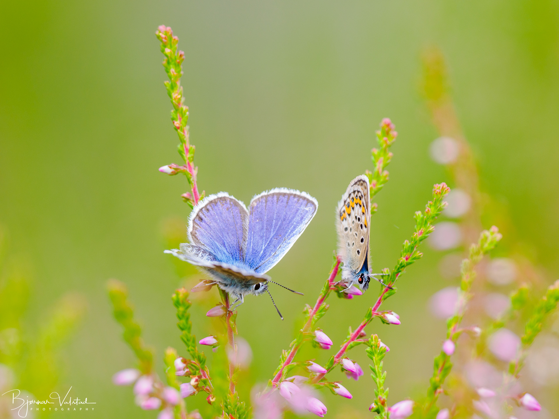 European common blue(Polyommatus icarus)