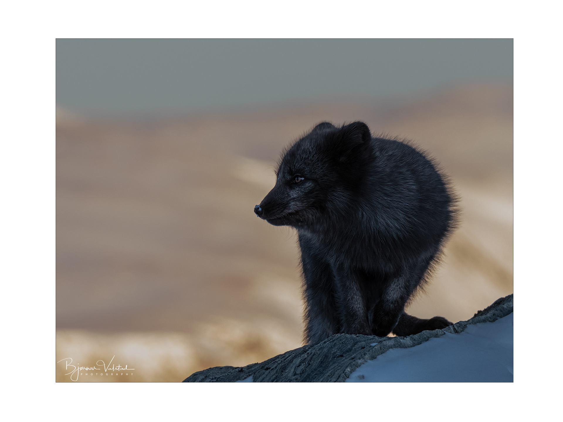 Arctic fox (Vulpes lagopus)
