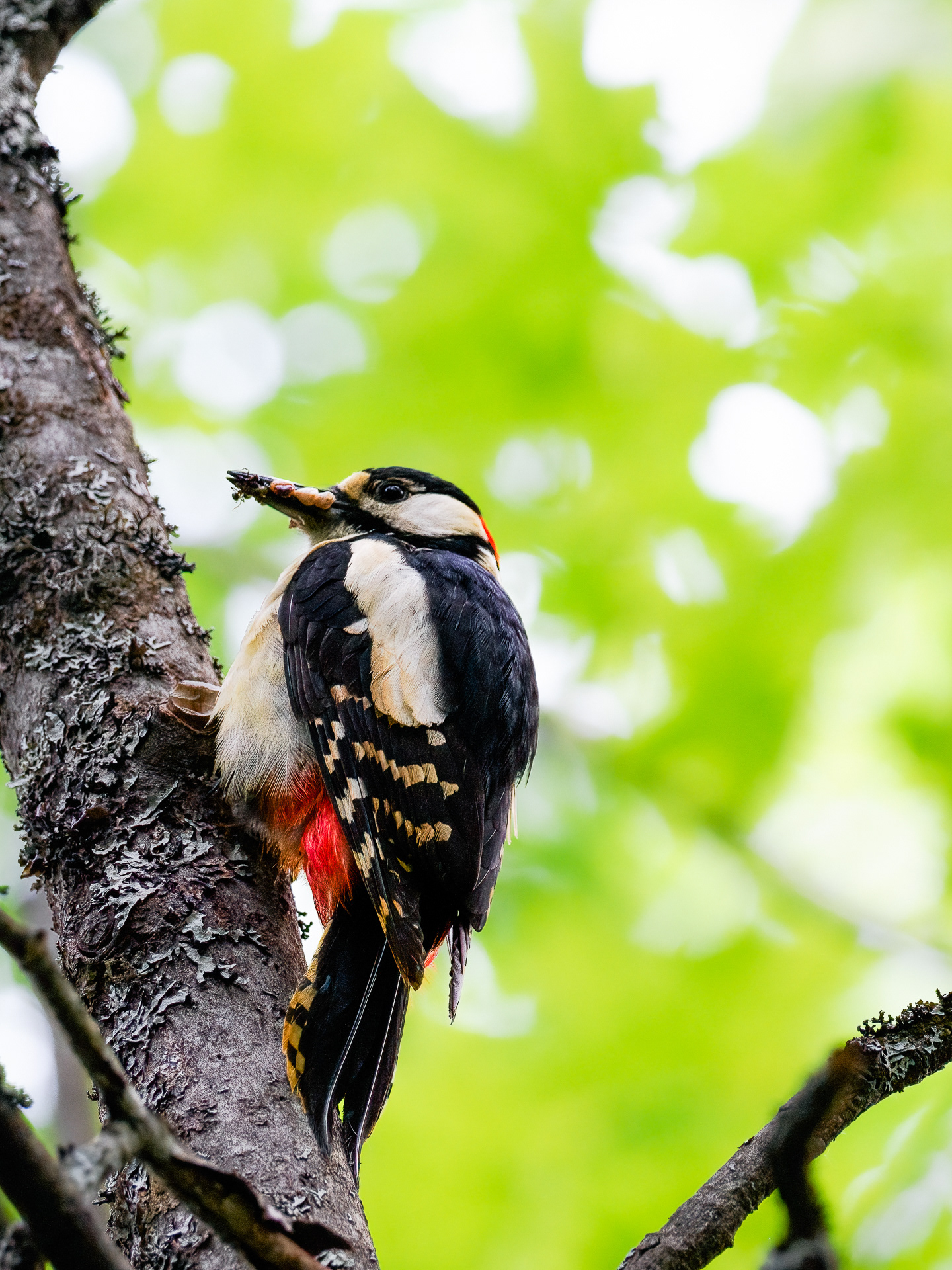 Great spotted woodpecker (Dendrocopos major)