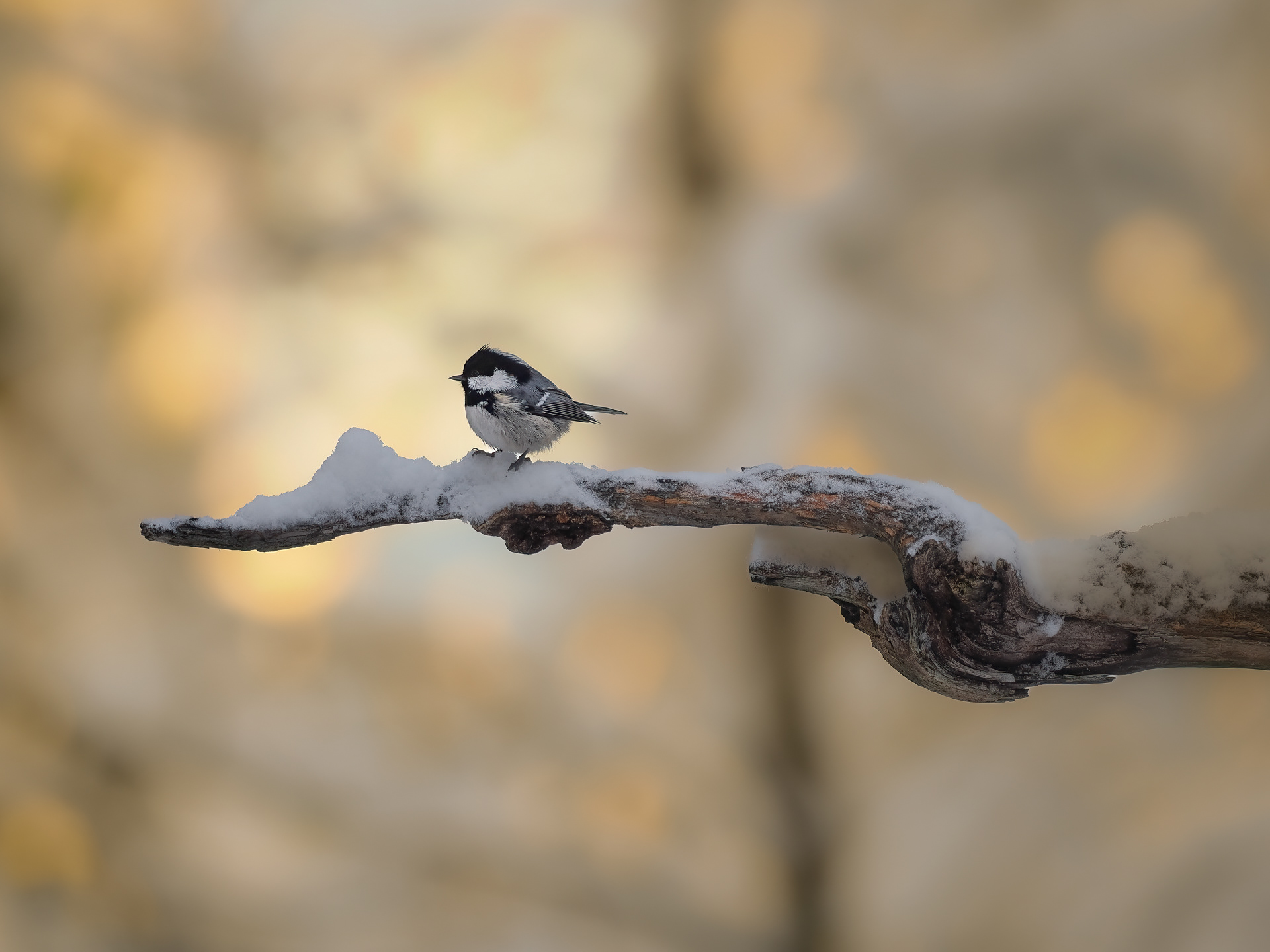 Cole tit (Periparus ater)