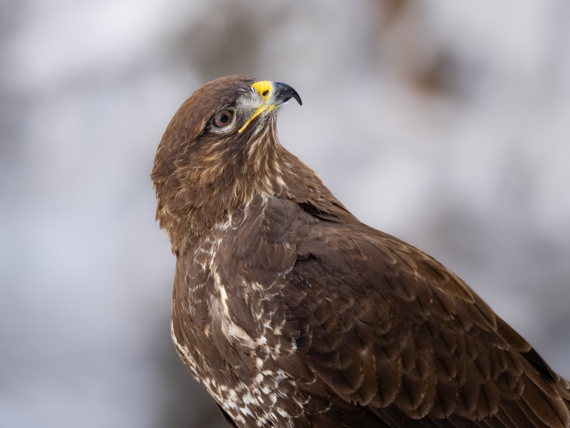 Common buzzard (Buteo buteo)