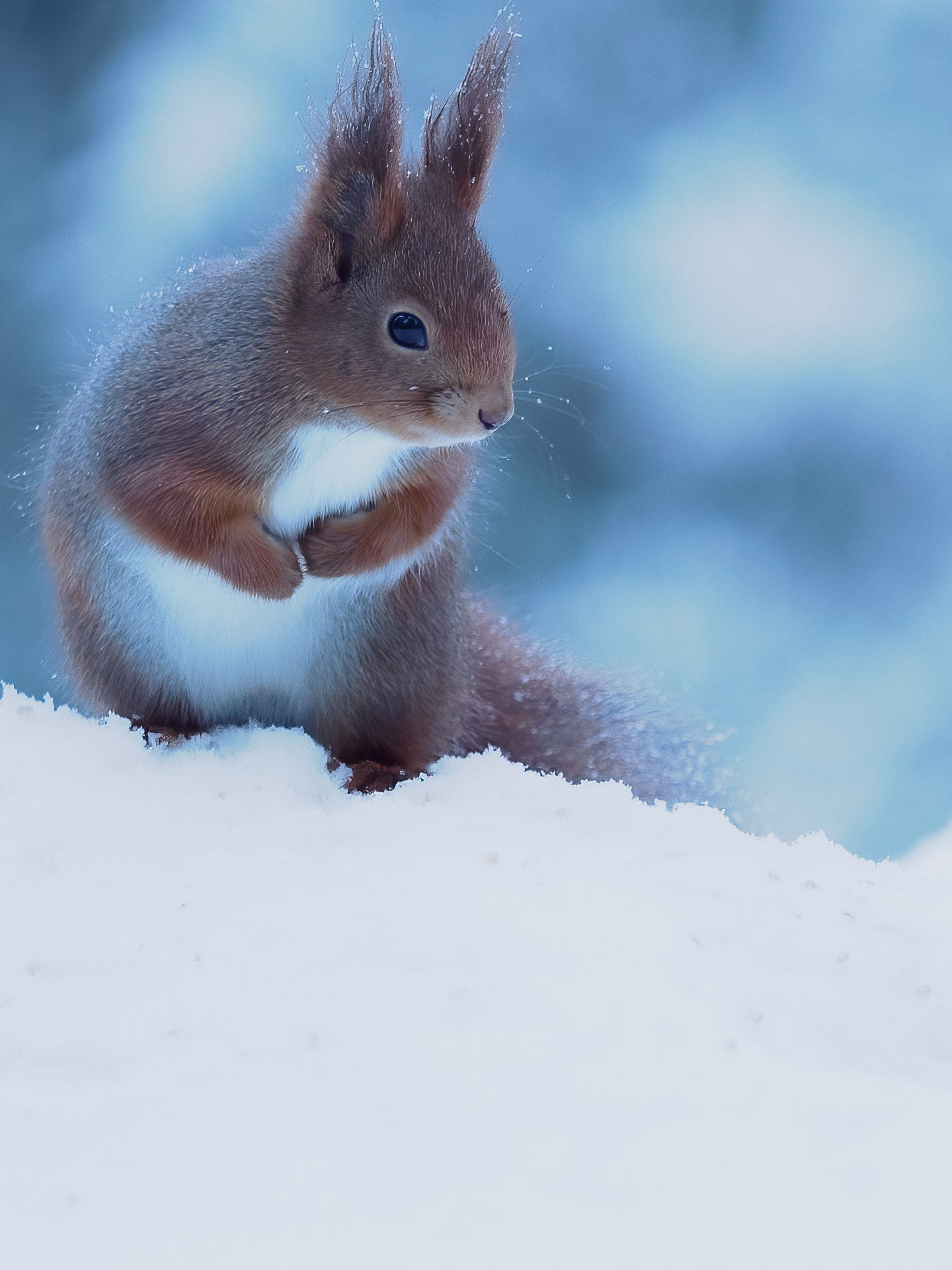 Red squirrel (Sciurus vulgaris) 