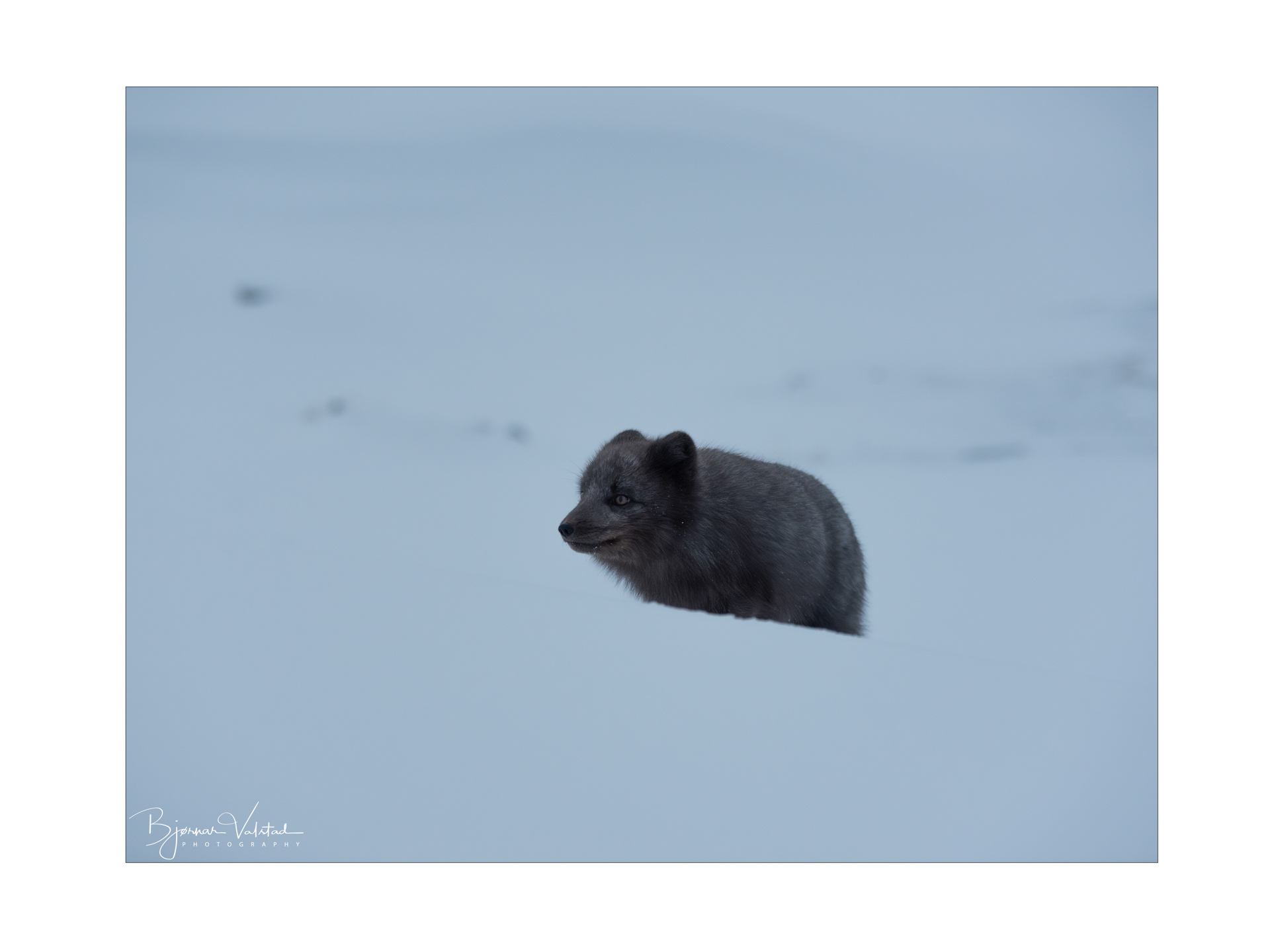 Arctic fox (Vulpes lagopus)