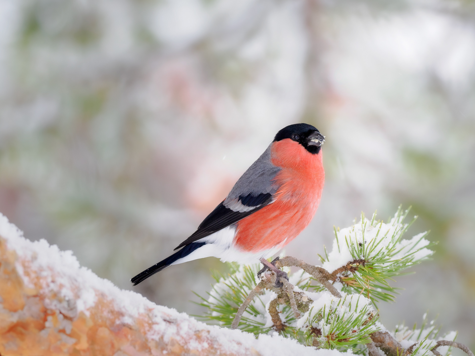 Eurasian bullfinch, male (Pyrrhula pyrrhula)