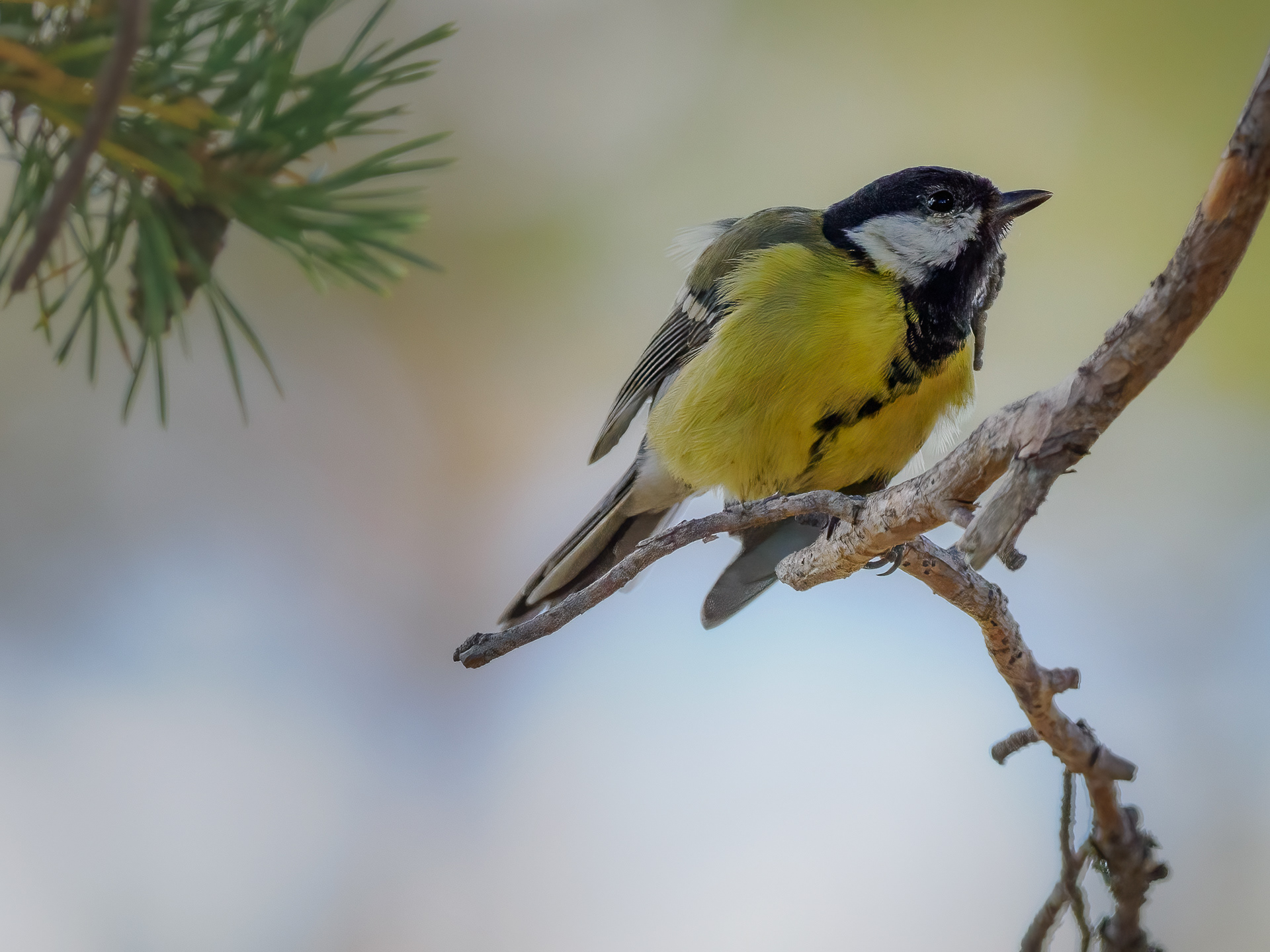 Great tit (Parus major) 