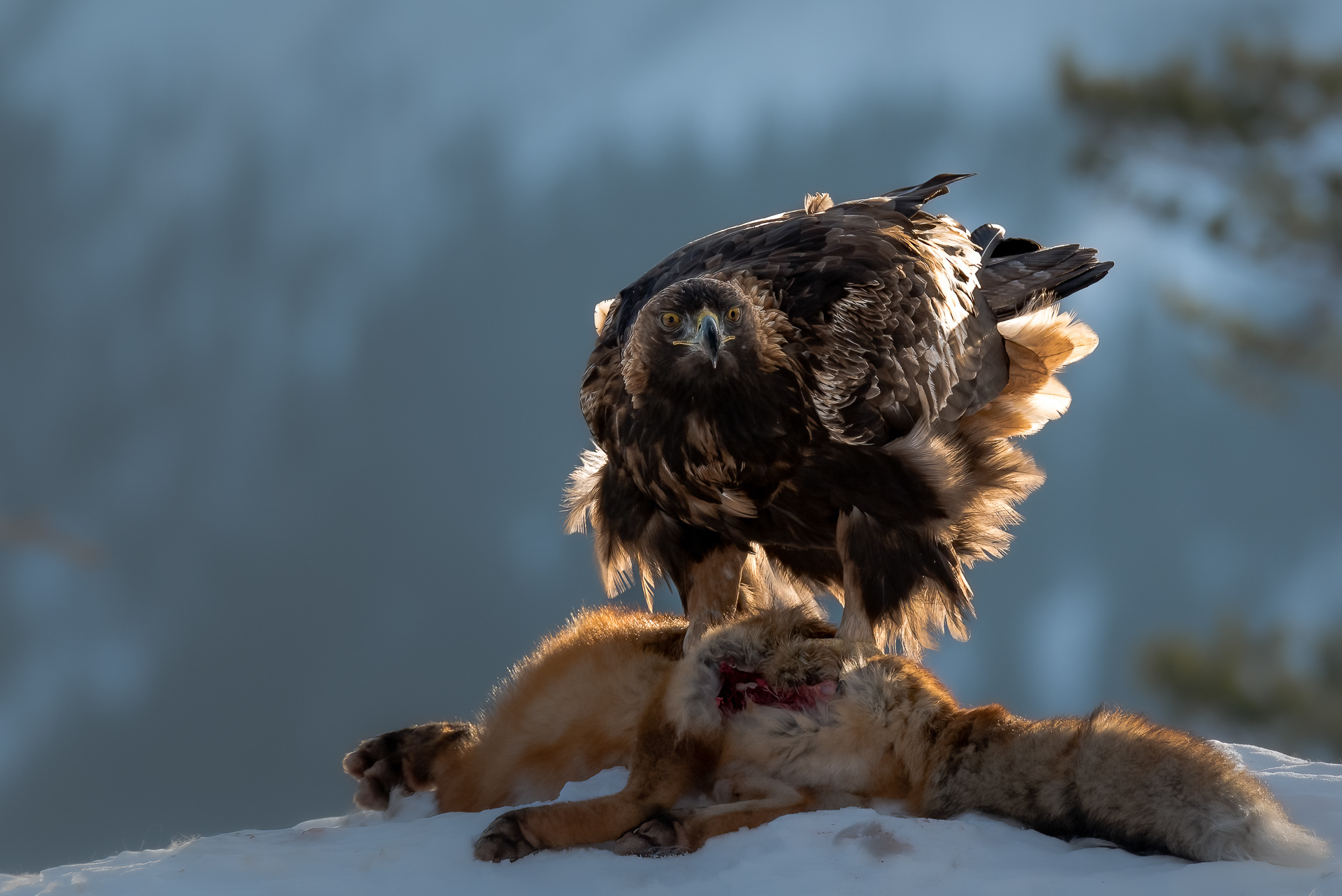 Golden eagle (Aquila chrysaetos) - Norway