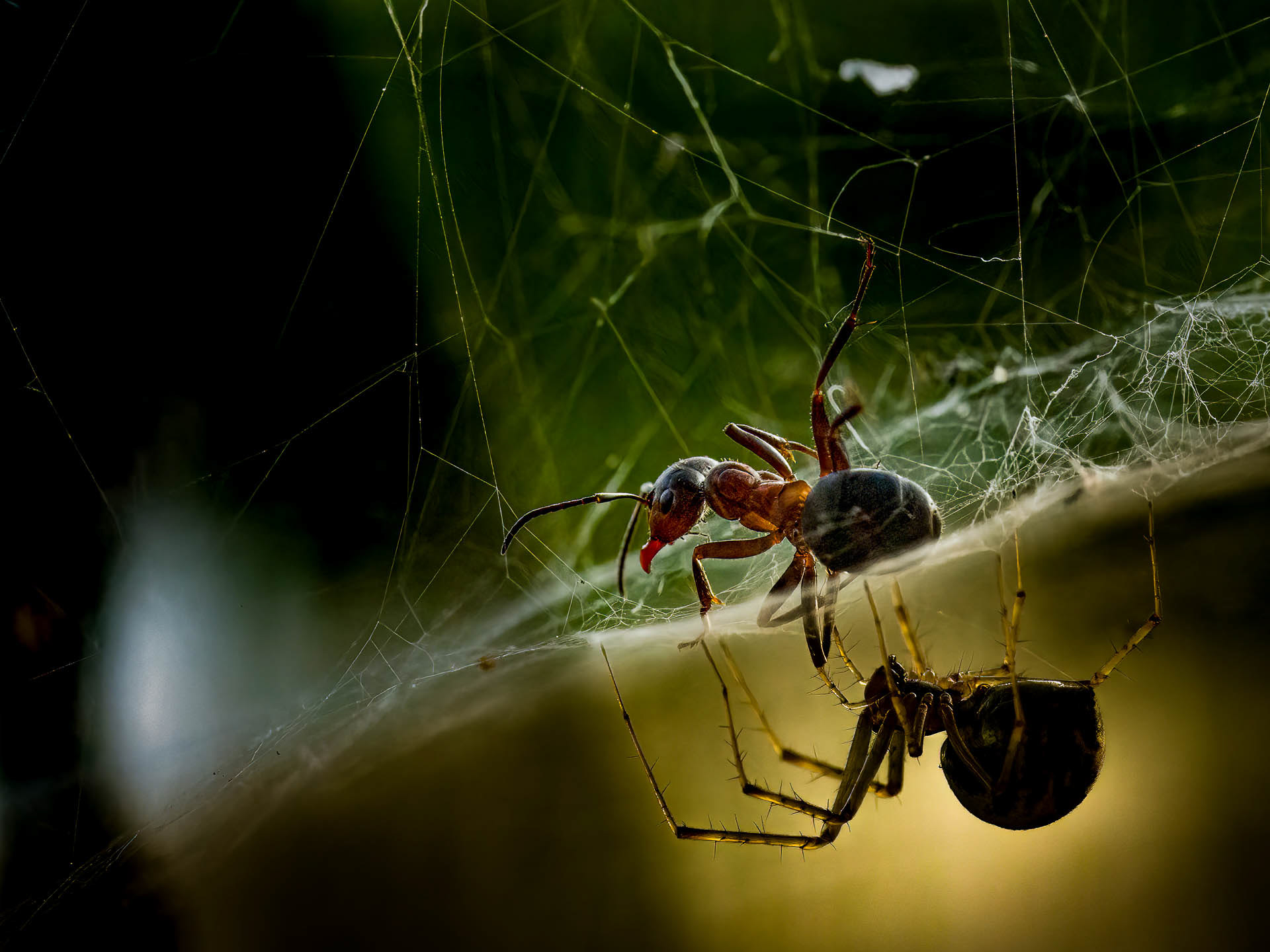 The dark side of the web