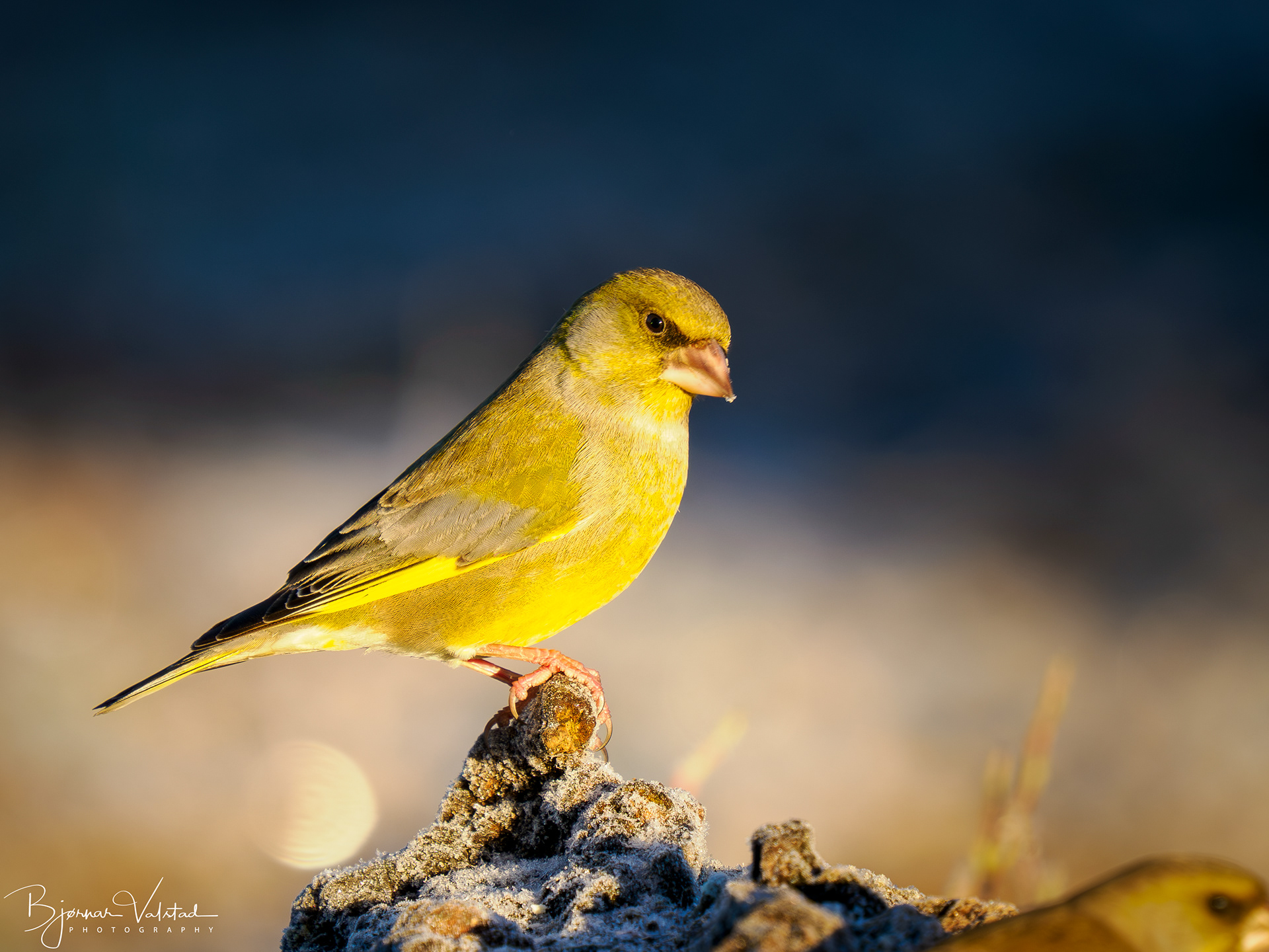 Greenfinch (Chloris chloris)