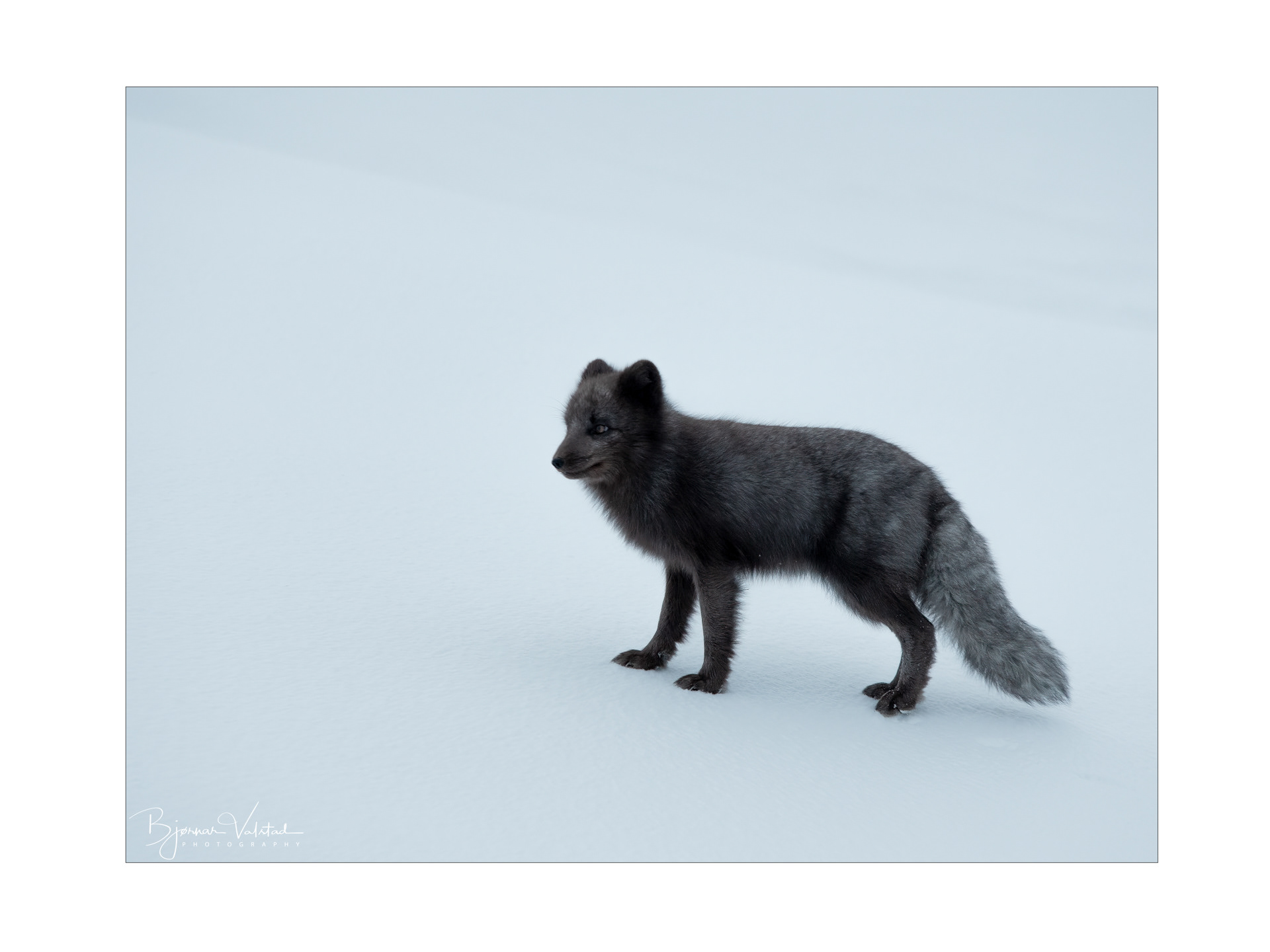 Arctic fox (Vulpes lagopus)