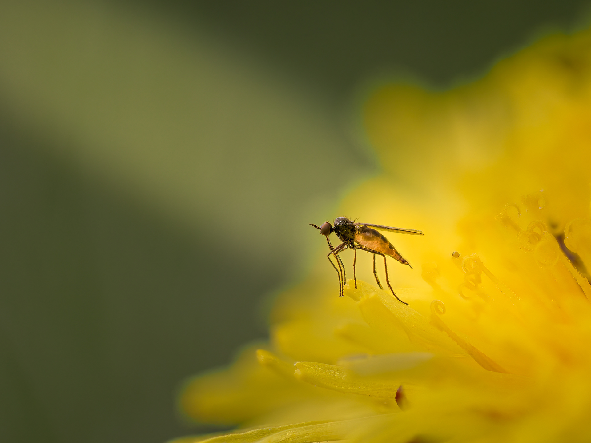 In the ray of the sun