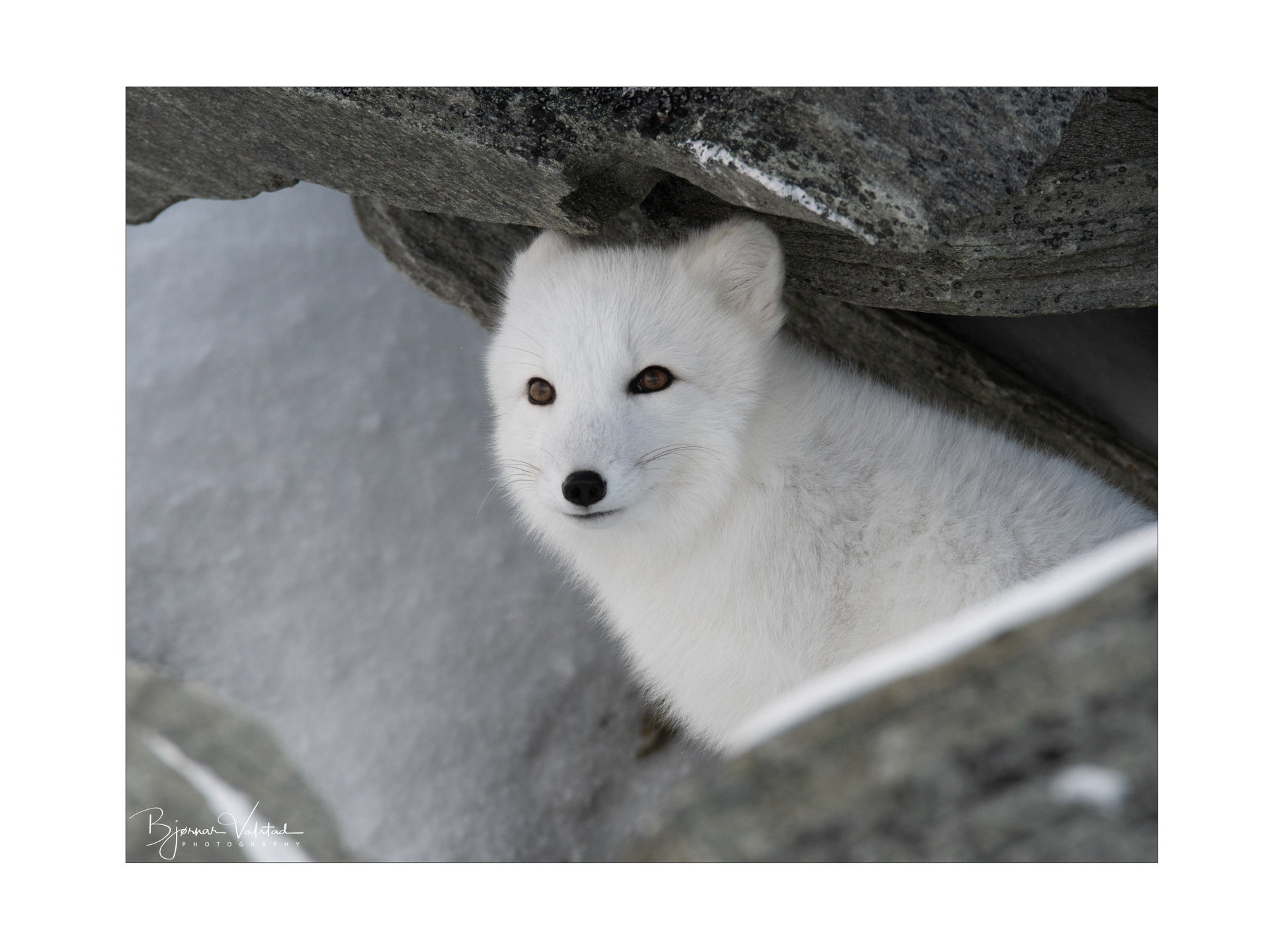 Arctic fox (Vulpes lagopus)