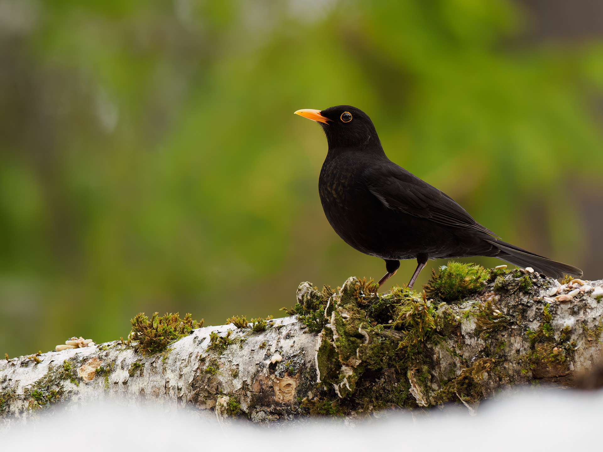 Common blackbird (Turdus merula) - Nittedal, Norway