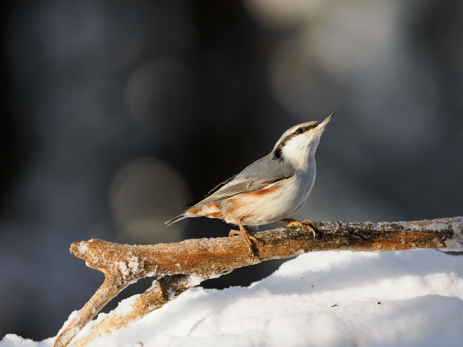 Wood nuthatch (Sitta europaea)