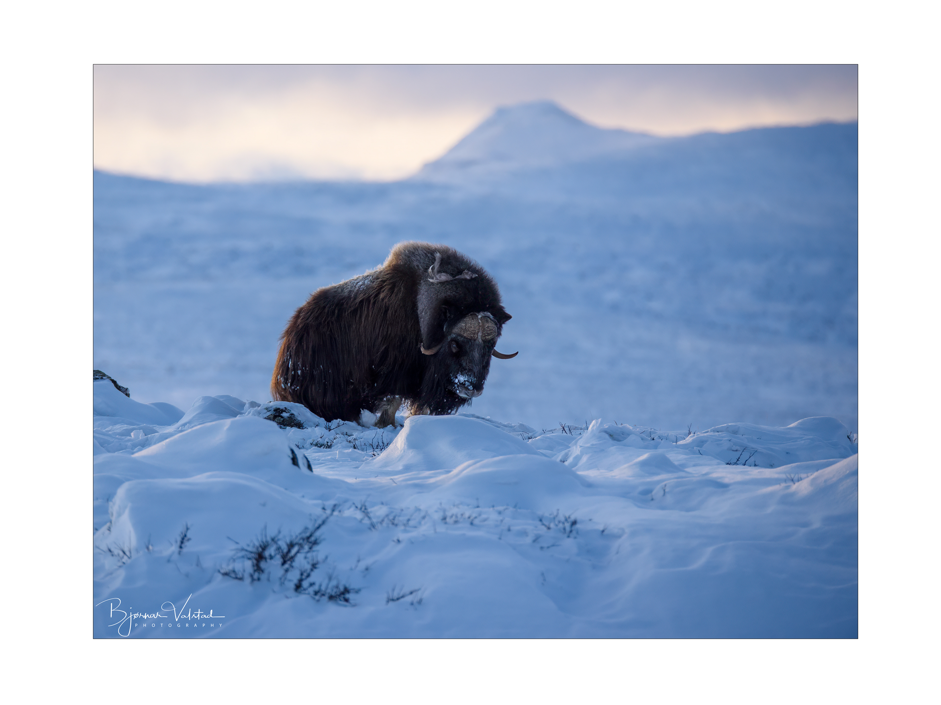 Musk ox, Dovre, Norway