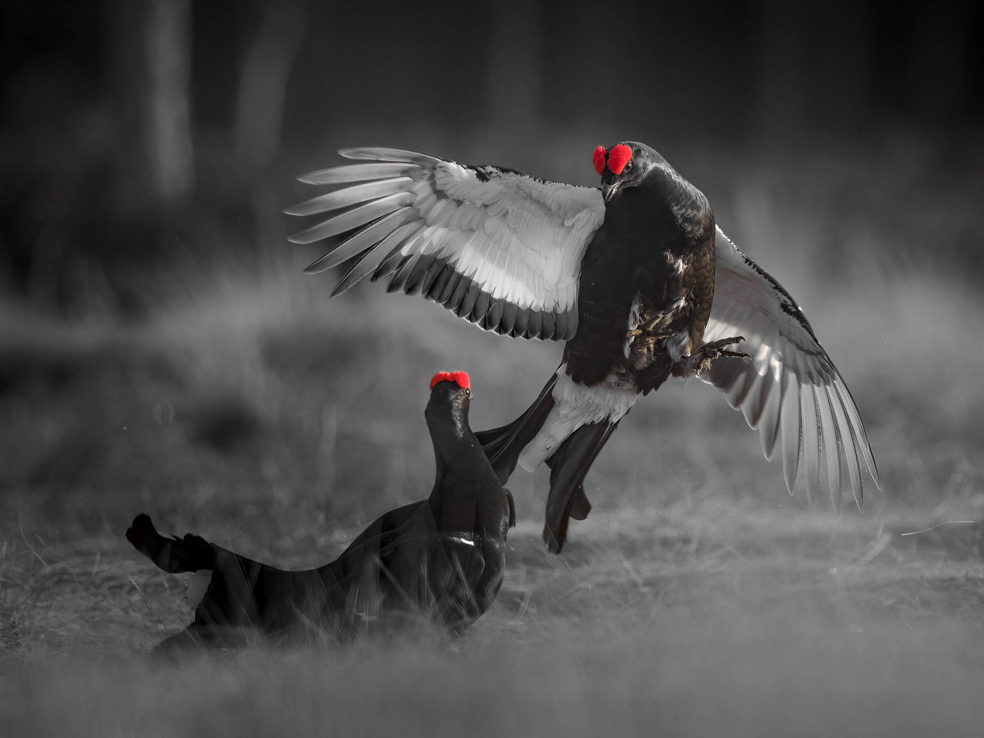 Black grouse, male (Lyrurus tetrix) - Østlandet, Norway