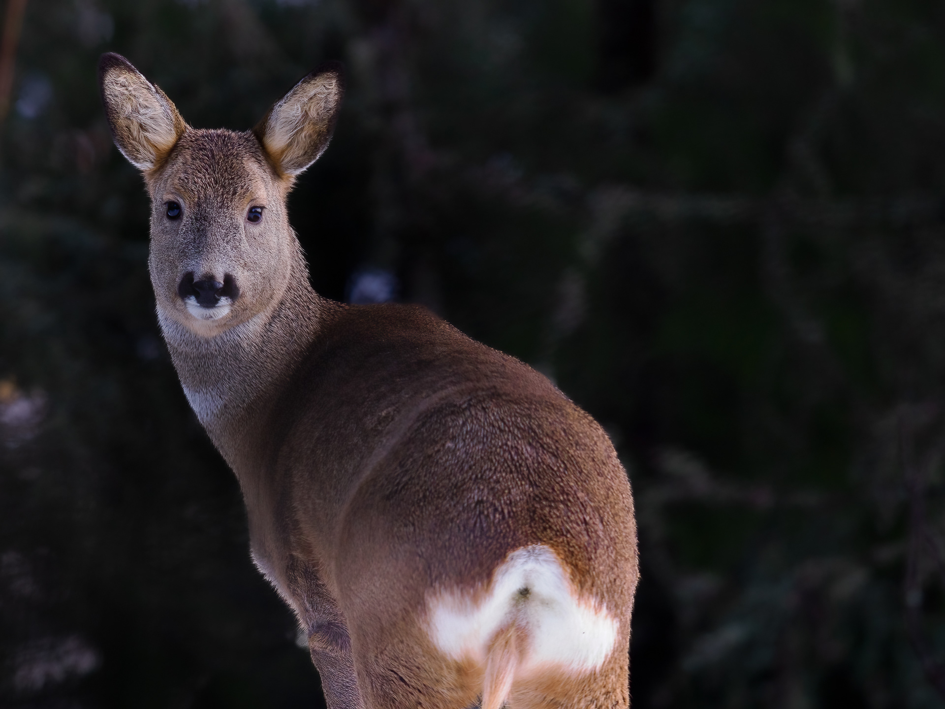 Roe deer (Capreolus capreolus)