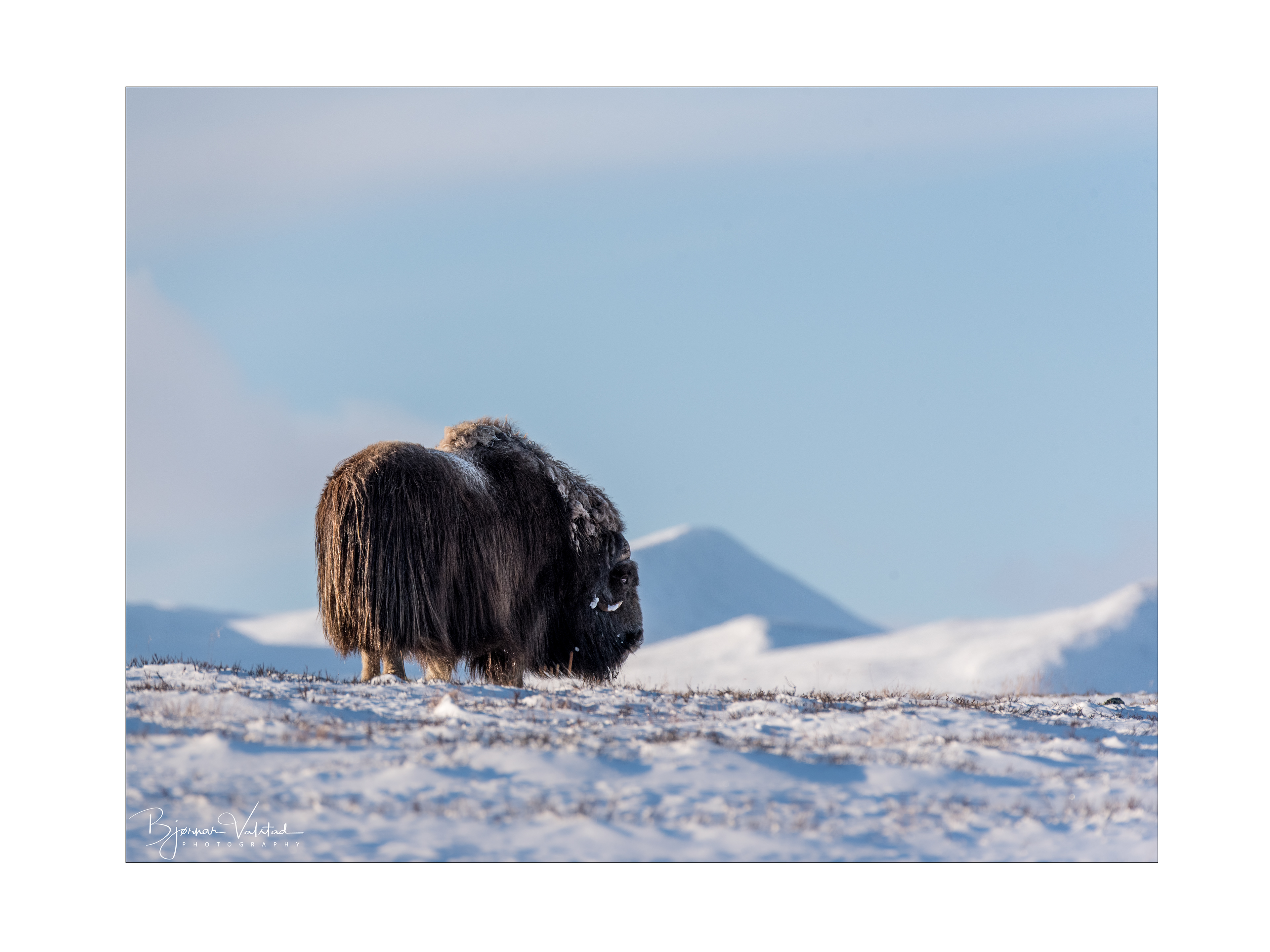 Musk ox, Dovre, Norway