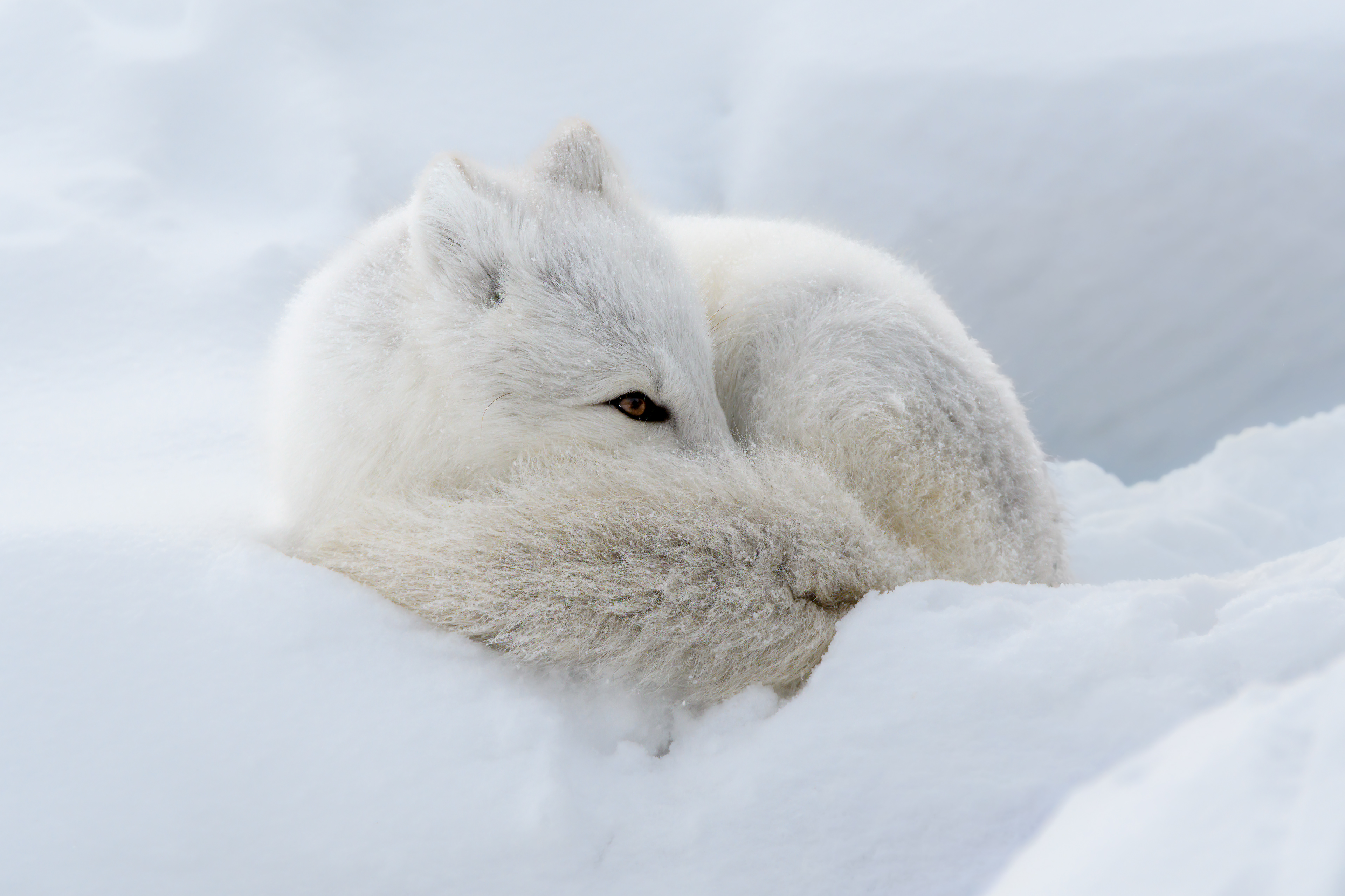 Arctic fox (Vulpes lagopus)