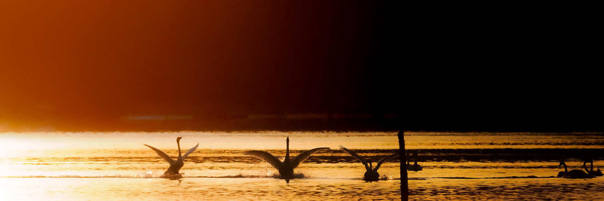 Swan lake - Glomma, Norway
