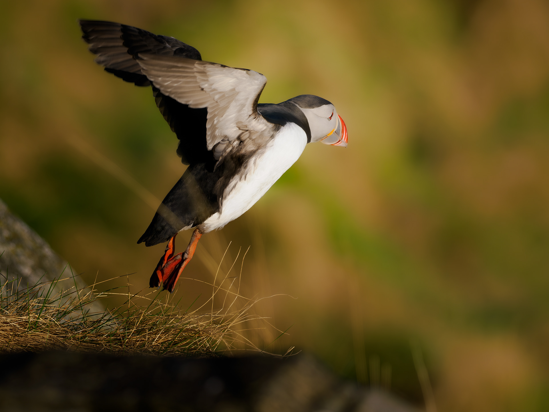 Atlantic puffin (Fratercula arctica)