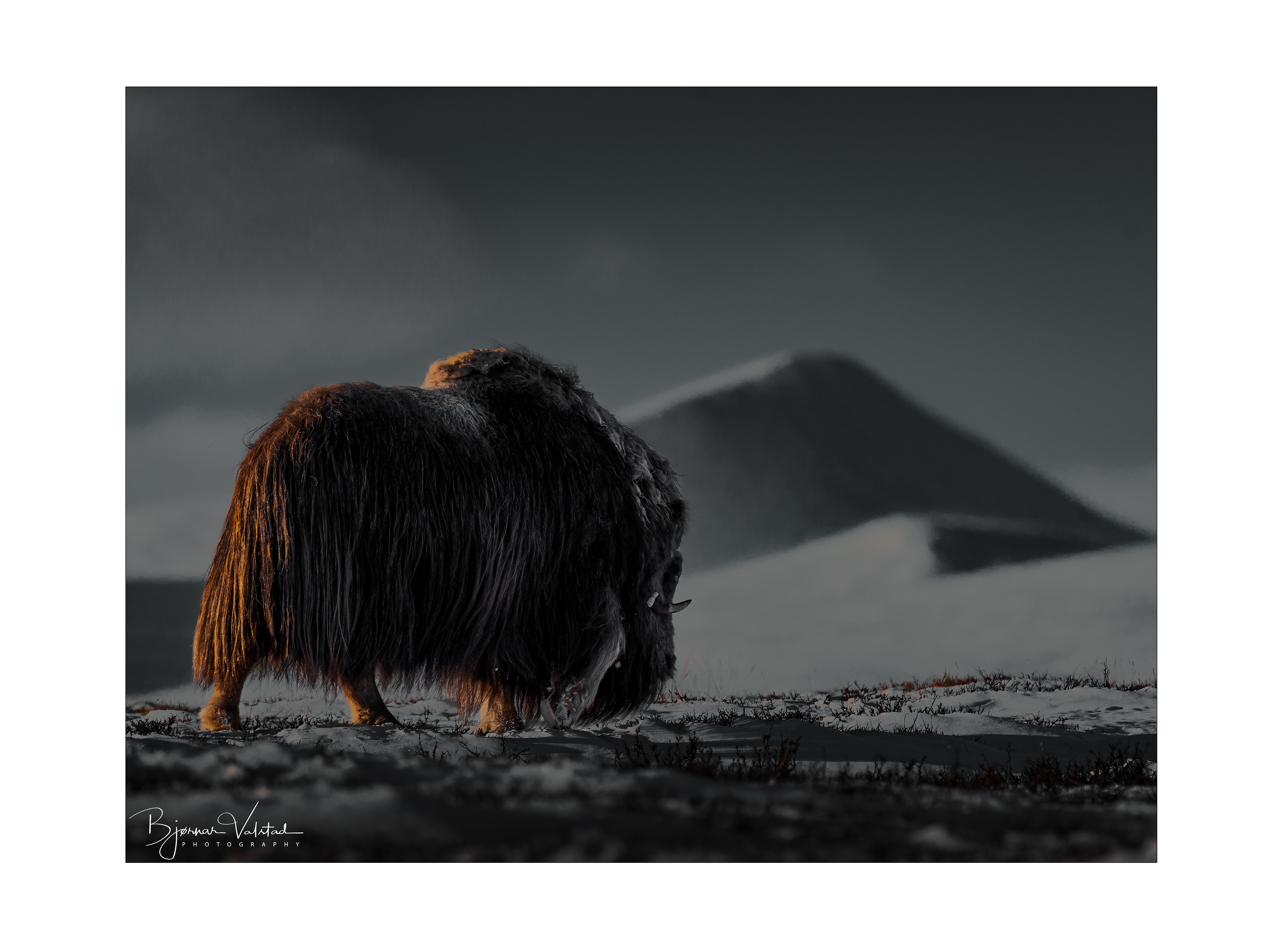 Musk ox, Dovre, Norway