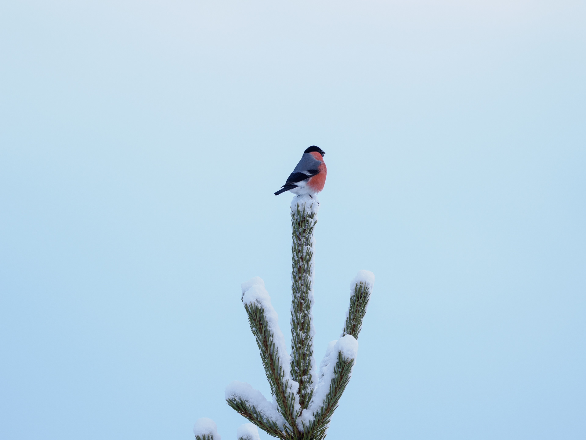 Eurasian bullfinch, male (Pyrrhula pyrrhula)