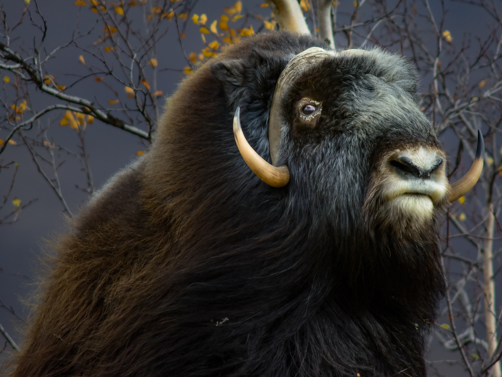 Musk ox portrait- Dovre, Norway