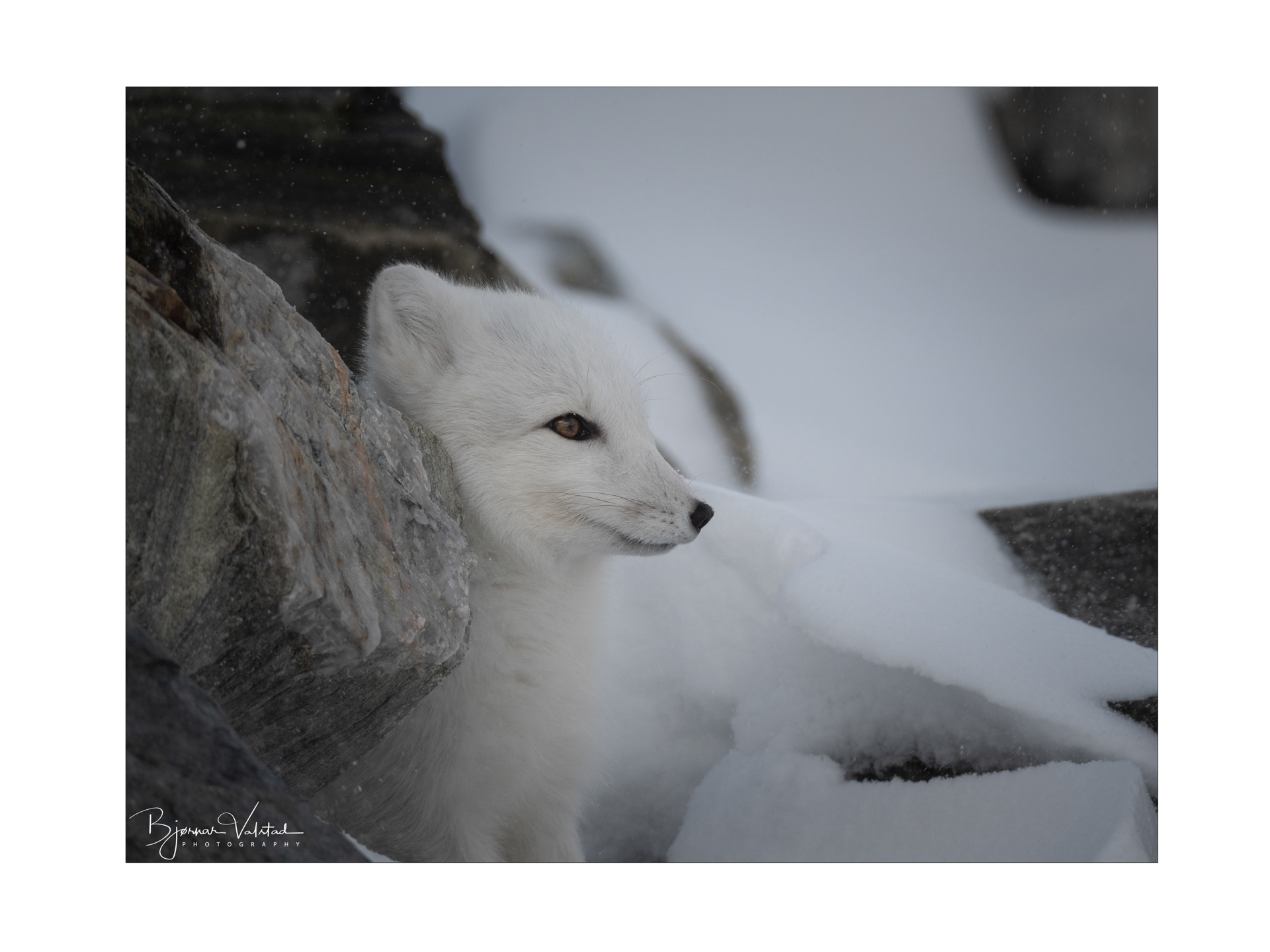 Arctic fox (Vulpes lagopus)