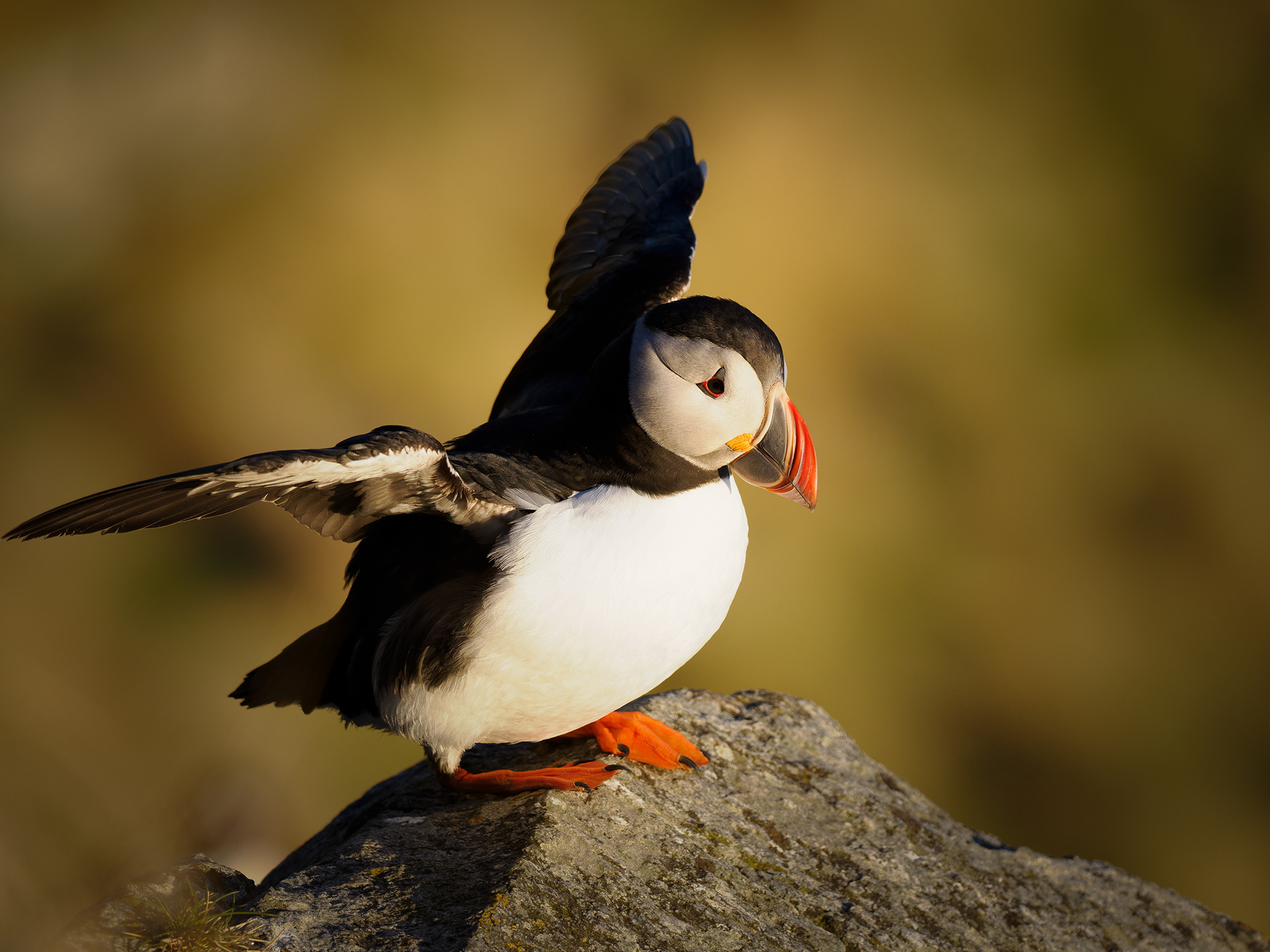Atlantic puffin (Fratercula arctica)