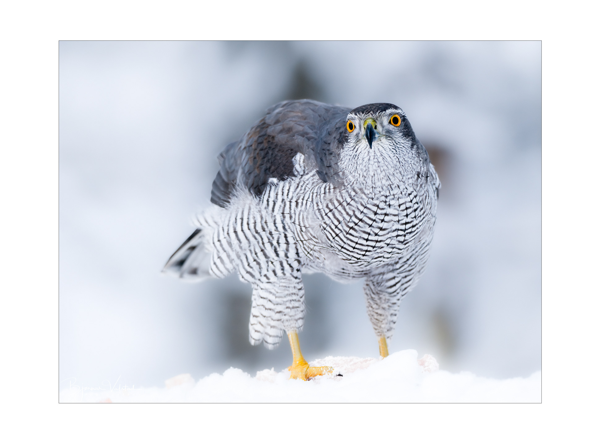 Northern goshawk (Accipiter gentilis)