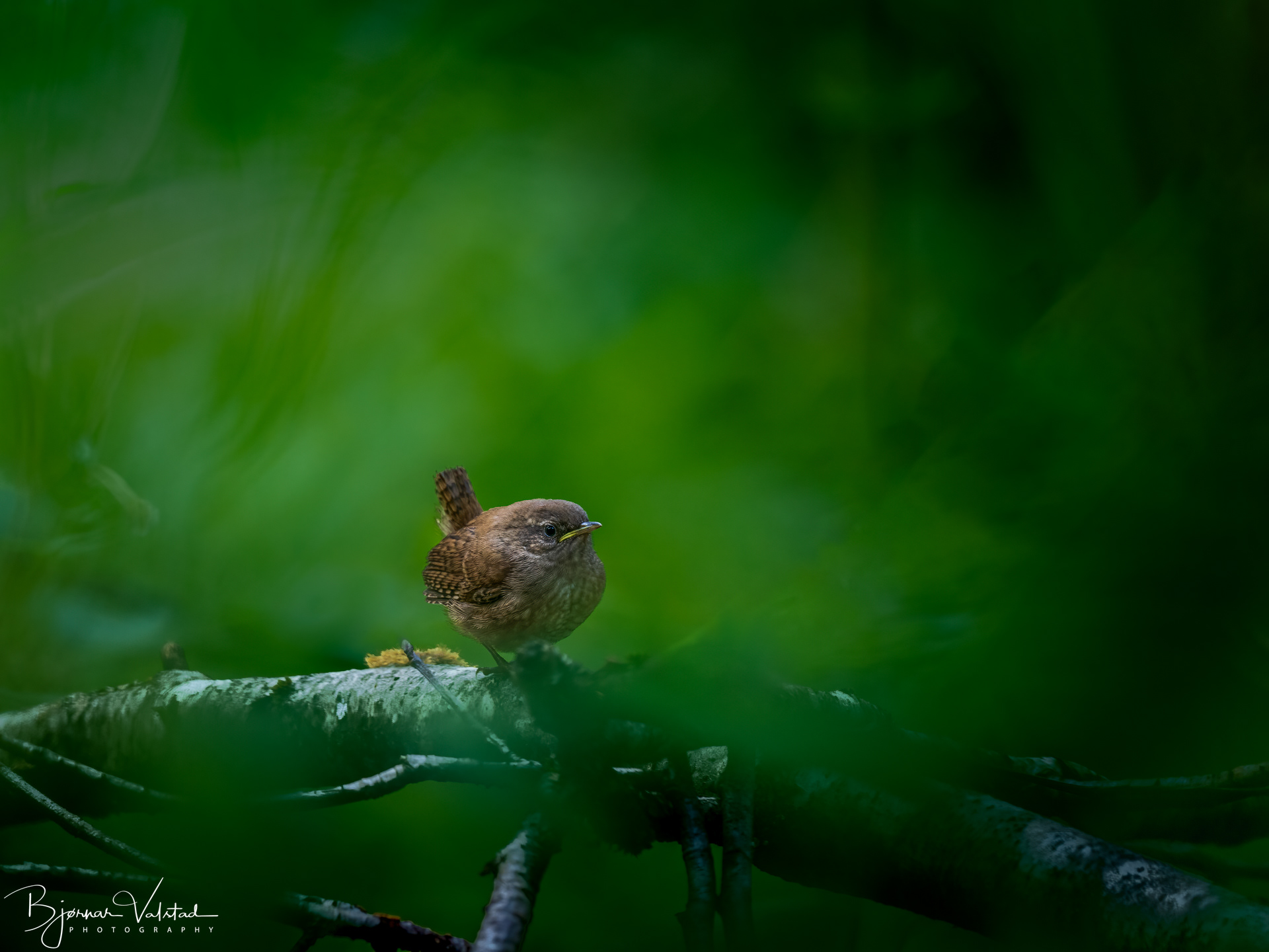 The Eurasian wren (Troglodytes troglodytes)